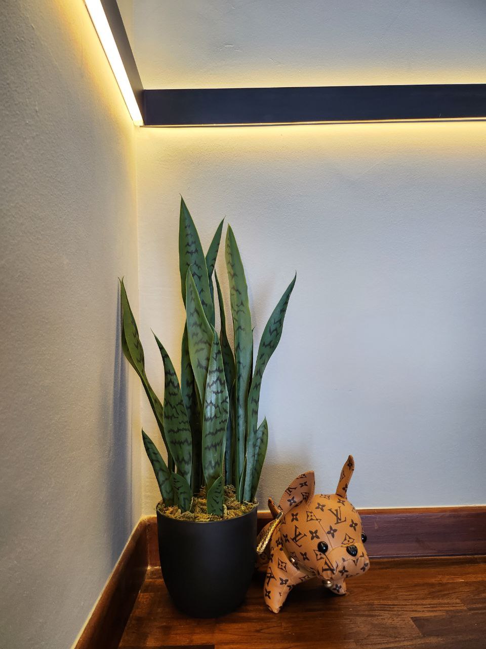 Green Babies: real or faux? - succulent green plant with intricate patterns, indoor plant in black pot, modern interior