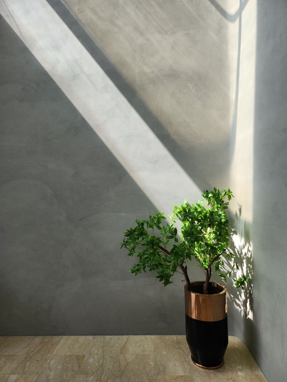 Green Babies: real or faux? - Sunlit concrete wall, modern interior, minimalist design, natural light, green potted plant