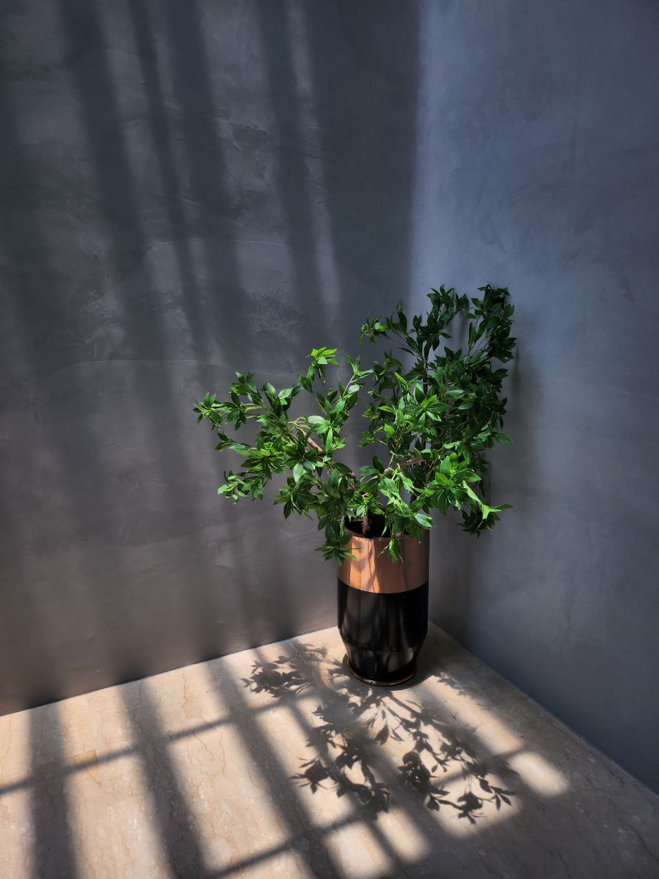 Green Babies: real or faux? - vibrant green leaves, modern design, indoor plant, black and copper pot, sunlight filtering