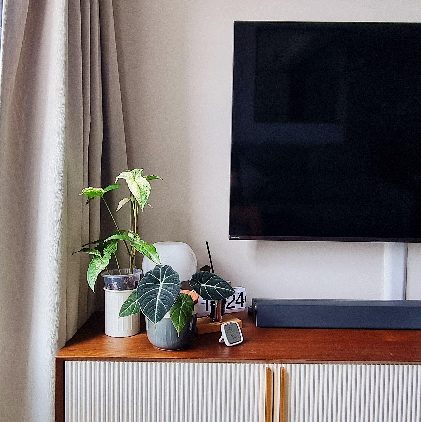 Growing our urban jungle/forest at home - Teal potted plant with broad green leaves, white pot, beige curtains, wooden TV