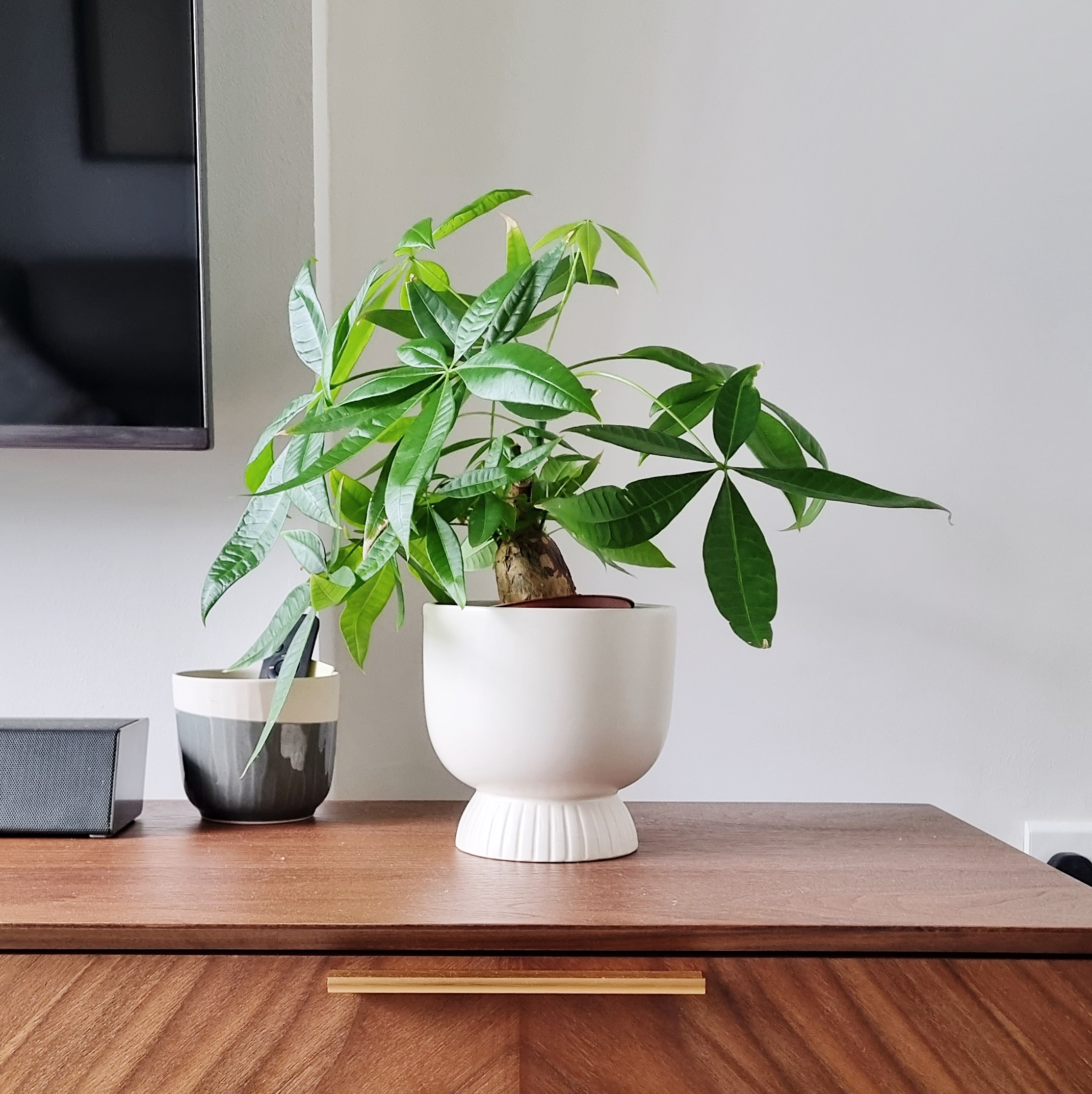Growing our urban jungle/forest at home - Green potted plant with broad leaves, sitting on a wooden surface, next to a gray