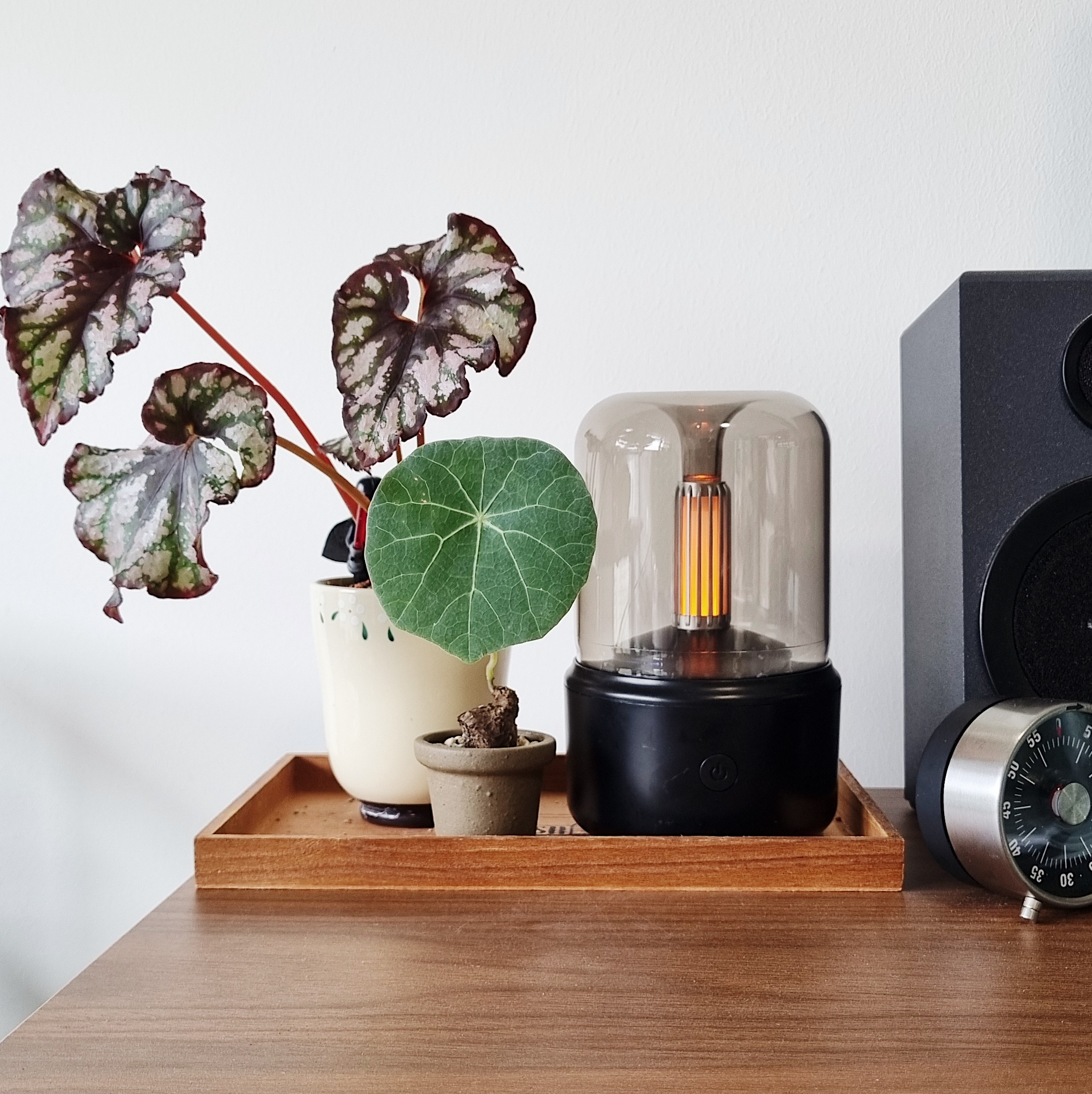 Growing our urban jungle/forest at home - variegated plant, green leaves, indoor plant, terracotta pot, wooden tray, modern