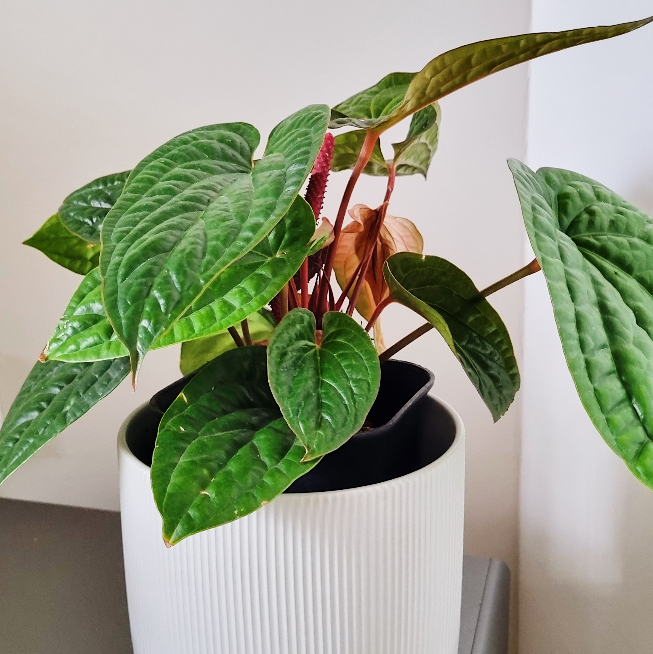Growing our urban jungle/forest at home - Green glossy leaves, healthy plant, indoor plant, potted plant, indoor decoration