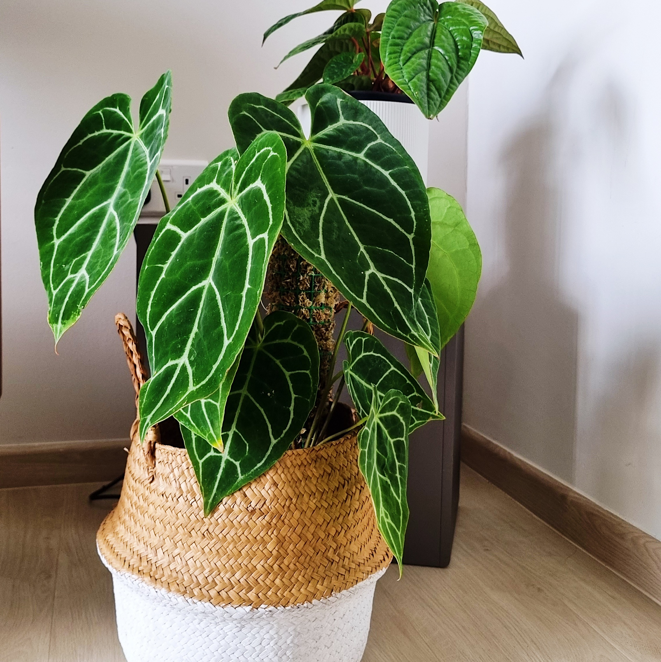 Growing our urban jungle/forest at home - Green ivy leaves, indoor plant, potted plant, indoor decoration, indoor greenery