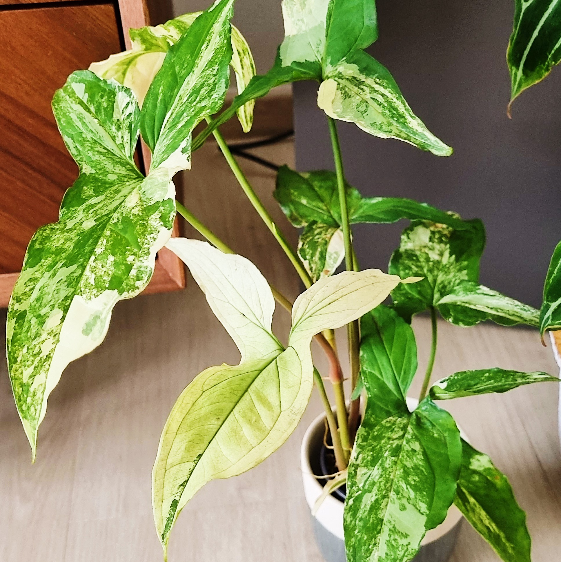 Growing our urban jungle/forest at home - Green variegated plant with broad, glossy leaves, showcasing a mix of light and