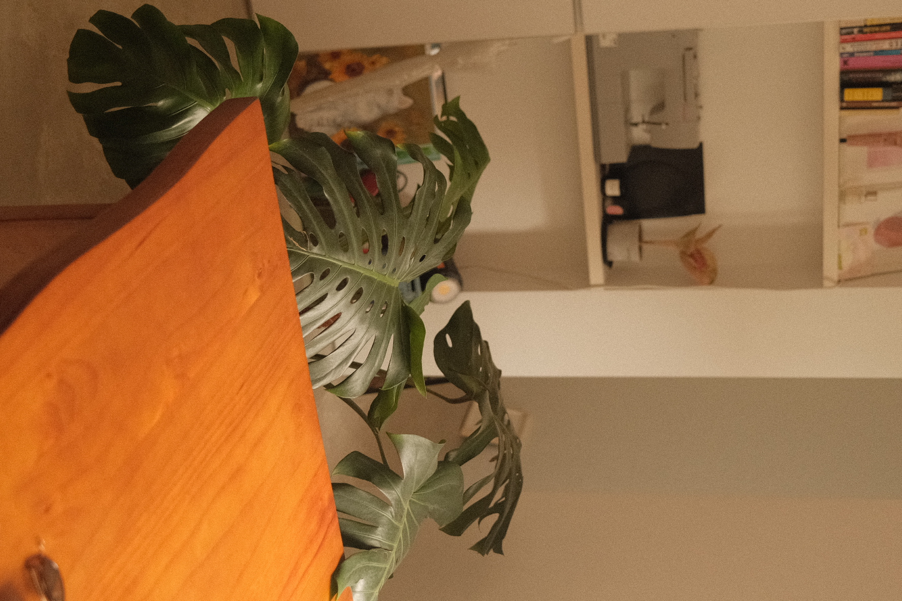 Welcome to our green sanctuary! - Green leafy plant, indoor setting, wooden surface, indoor plants, indoor decor, indoor