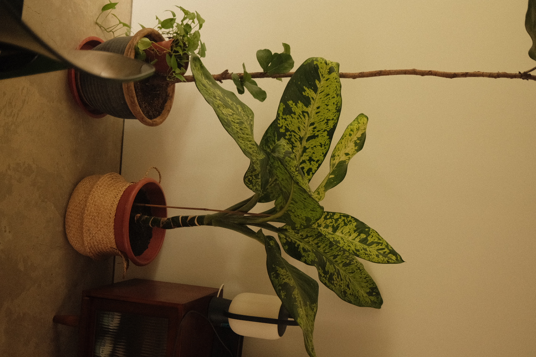 Welcome to our green sanctuary! - variegated green plant, indoor plant, hanging plant, indoor garden, indoor plant care