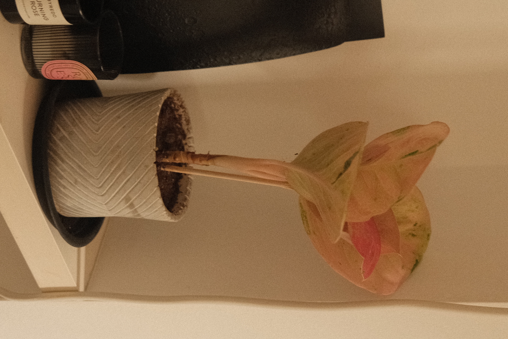 Welcome to our green sanctuary! - vase, flower, pot, plant, stems, leaves, pink petals, green leaves, brown stem, black pot