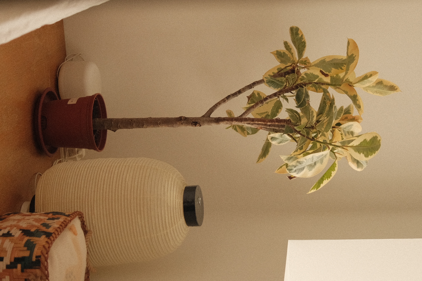 Welcome to our green sanctuary! - vibrant indoor plant, rustic pot, natural lighting, green leaves, indoor decor, cozy