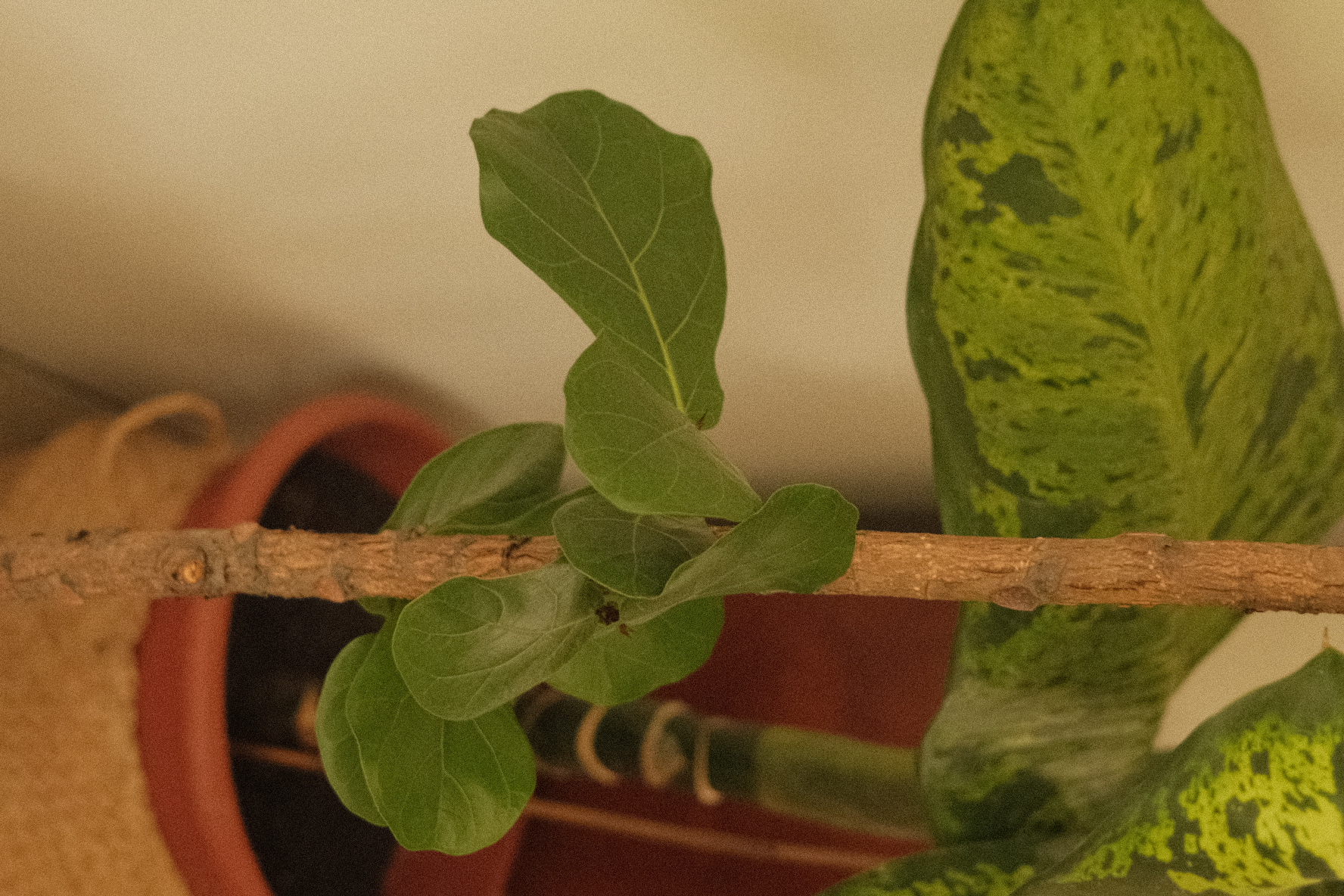 Welcome to our green sanctuary! - Green leafy plant, small healthy plant, leafy branch, potted plant, indoor plant, indoor