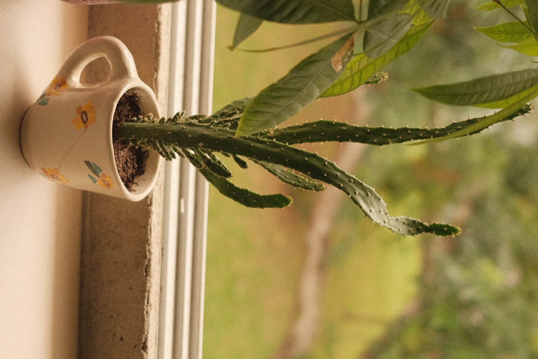 Welcome to our green sanctuary! - mug plant window sill succulent green leaves cactus spines green plant green plant pot