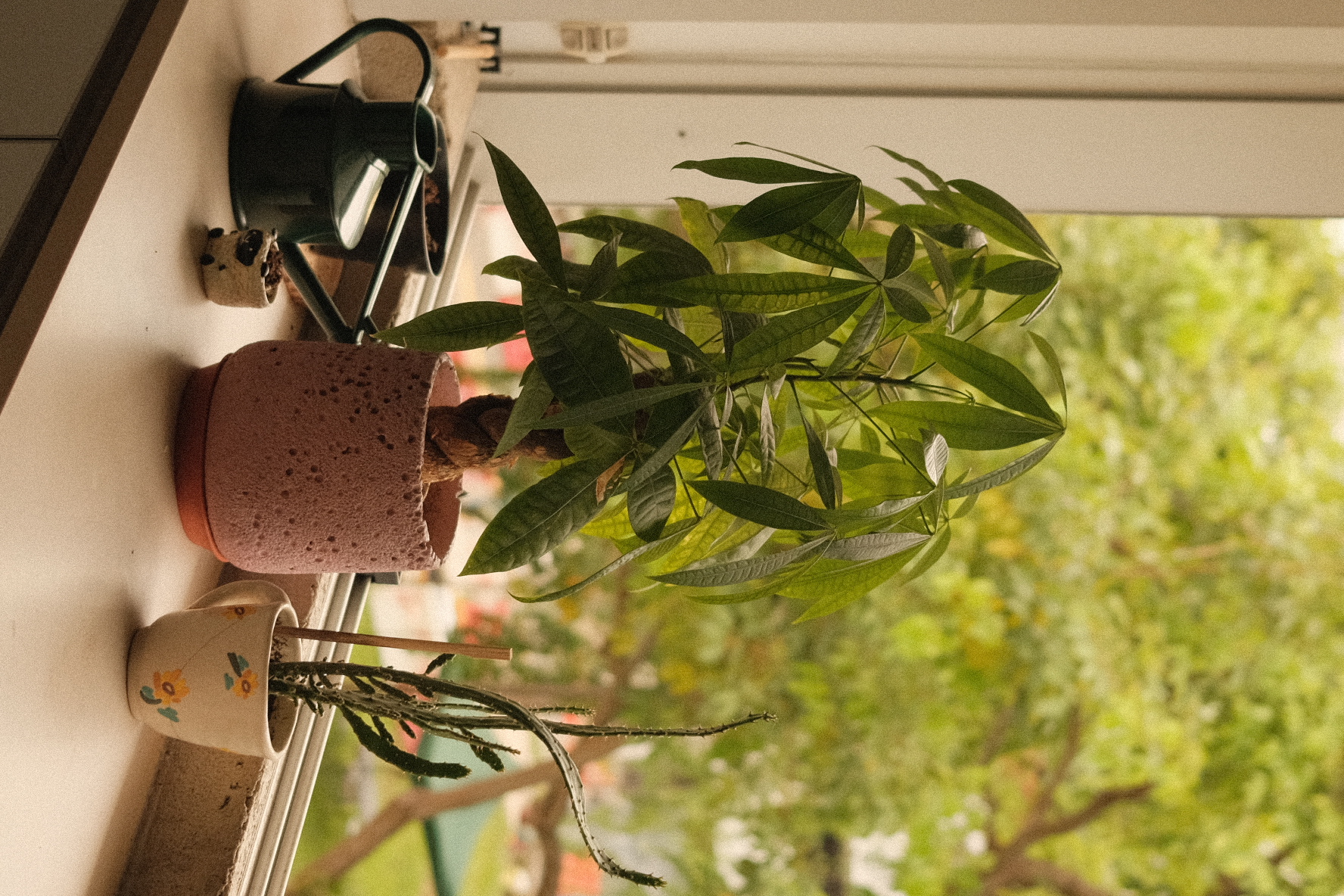 Welcome to our green sanctuary! - vibrant green plant, indoor window sill, potted fern, multi-leaved plant, indoor garden