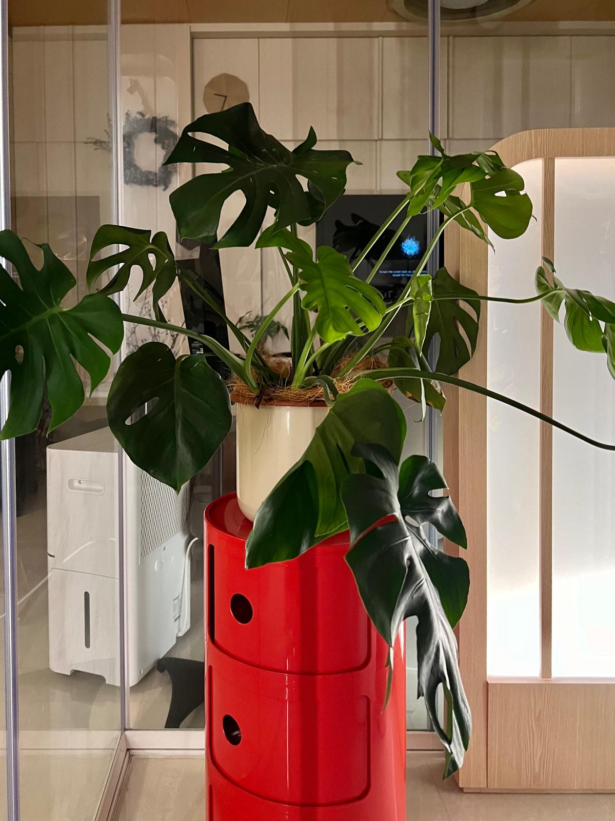 The Power of Lighting | Day and Night View of Living Room - Green indoor plant with large, glossy leaves, situated on a red