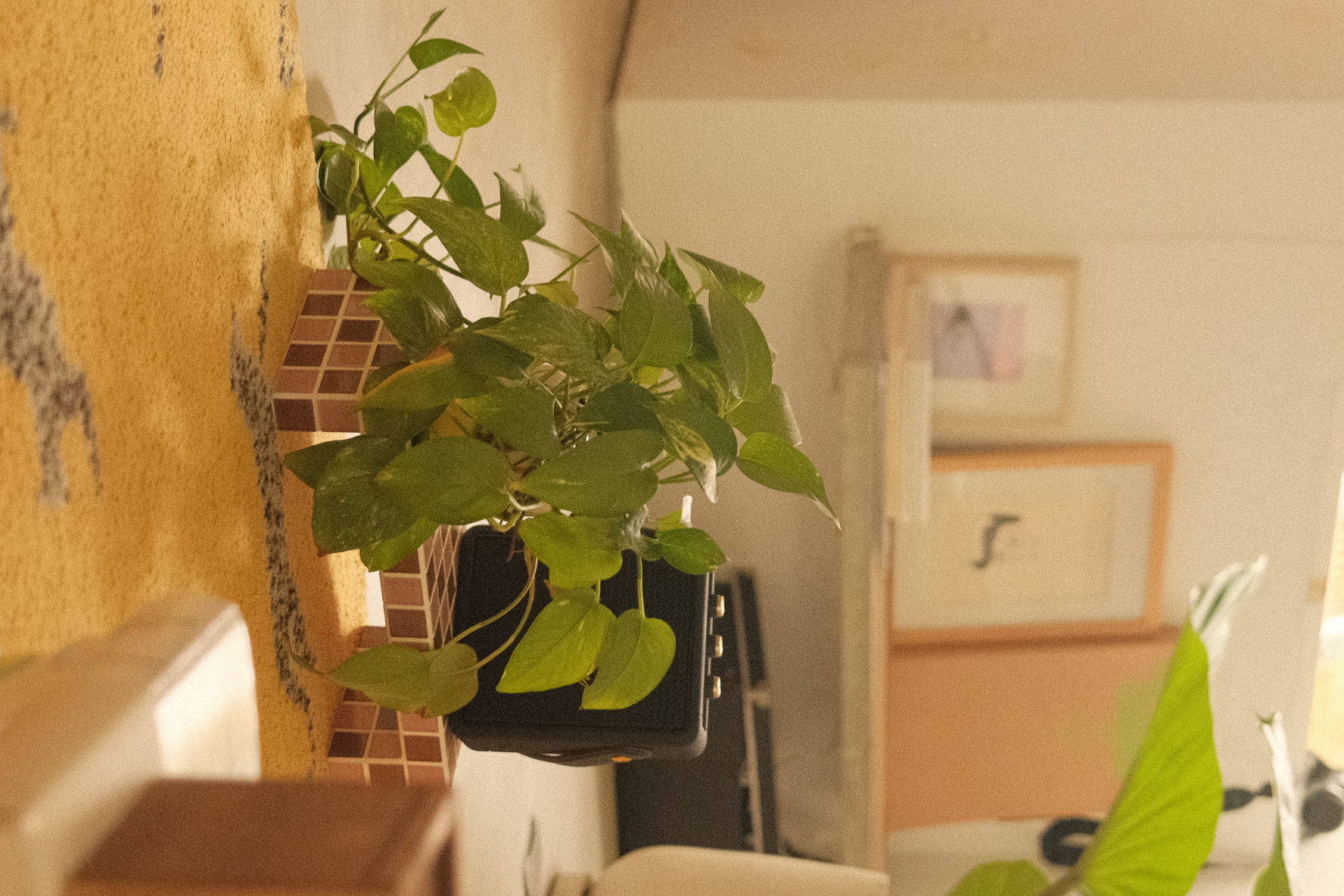 Our cozy corner in an eclectic home - green houseplant, indoor plant, hanging plant, potted plant, indoor garden, indoor