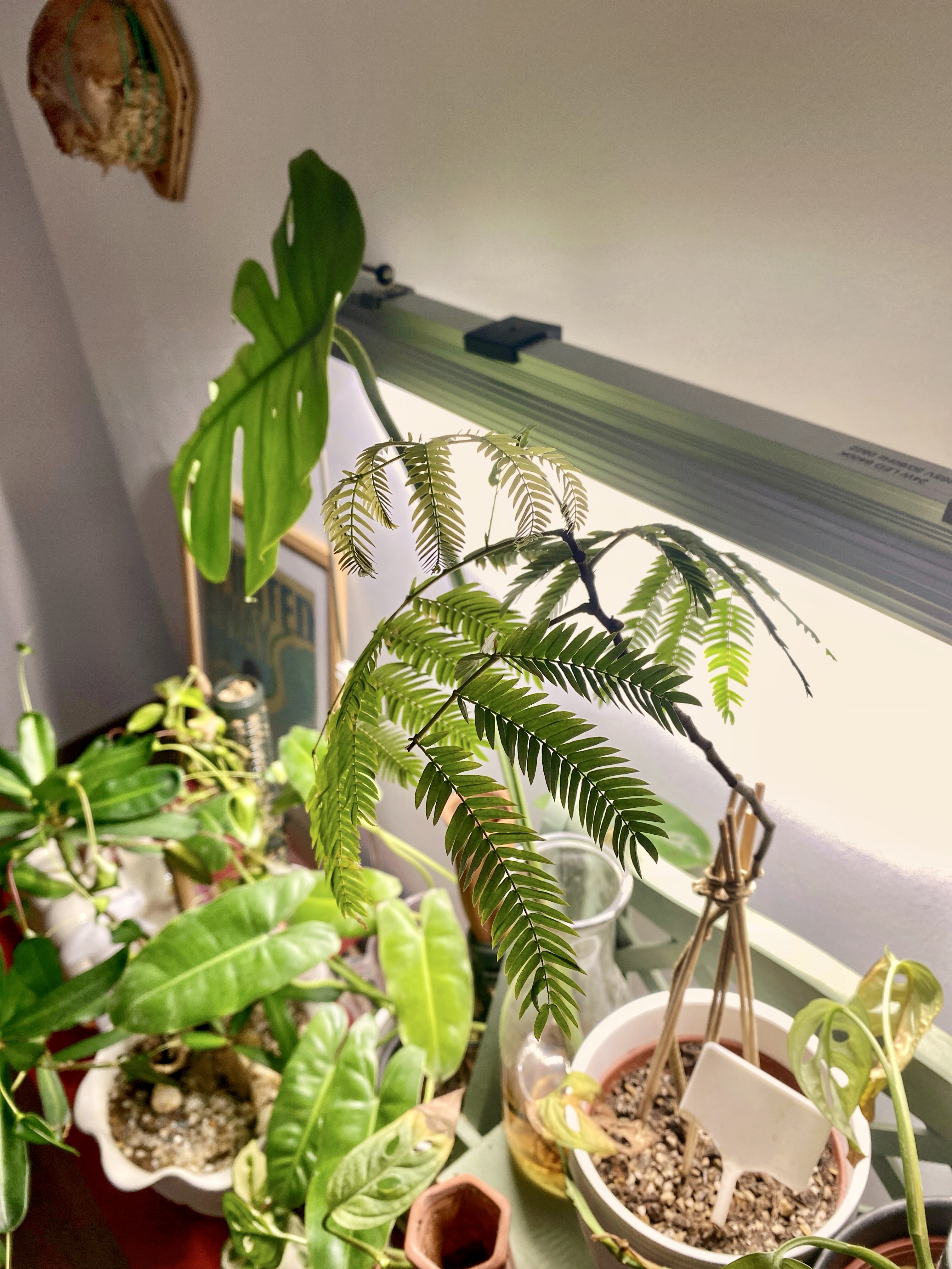 Hearty Meals, Warm Hearts: Our DIY Thrifted Dining Table  - Fern plant with lush green leaves, hanging from a window, indoor