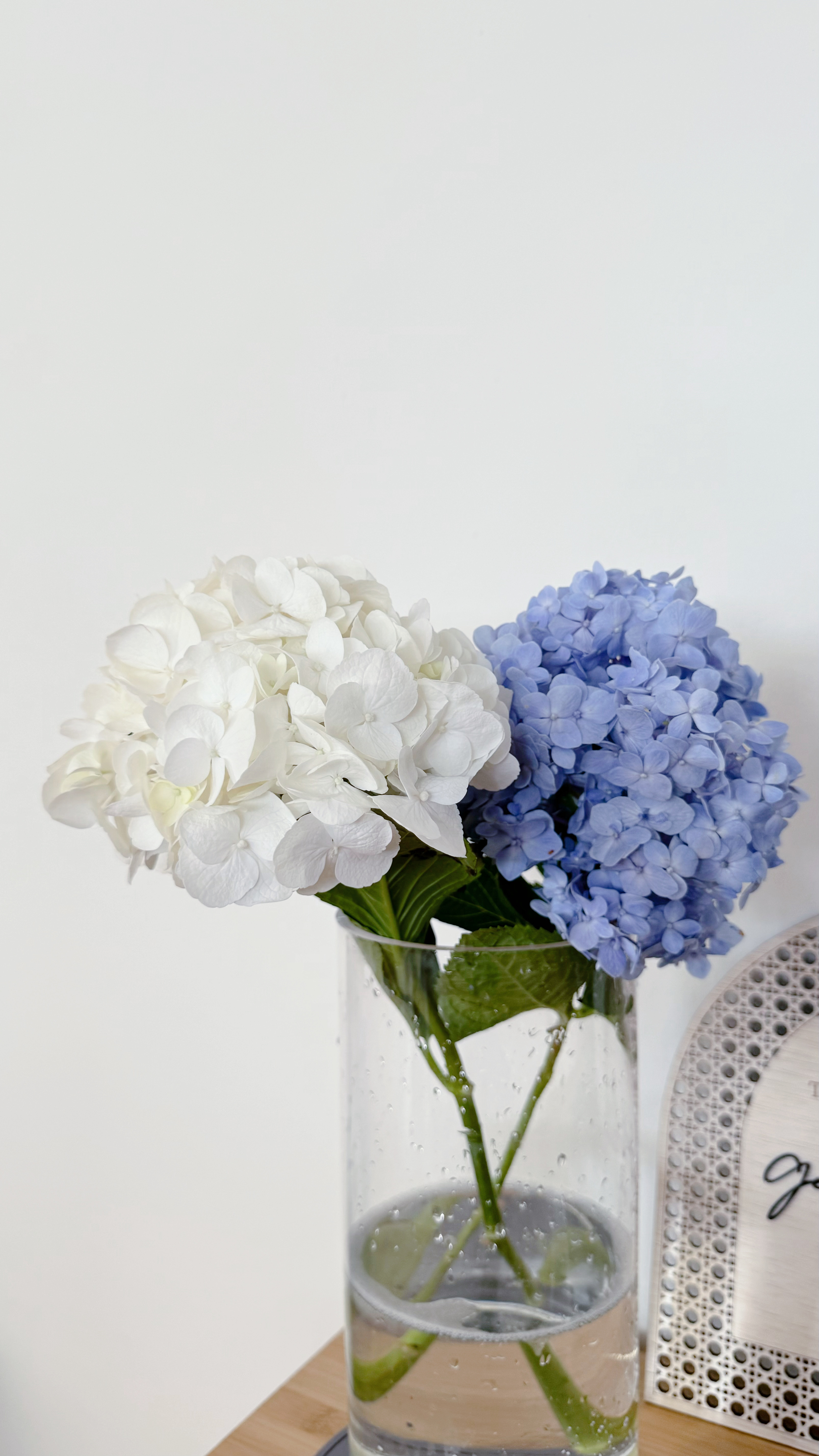 Living with restrictions: the tofu edition - vase with hydrangeas, white hydrangea flowers, blue hydrangea flowers, clear