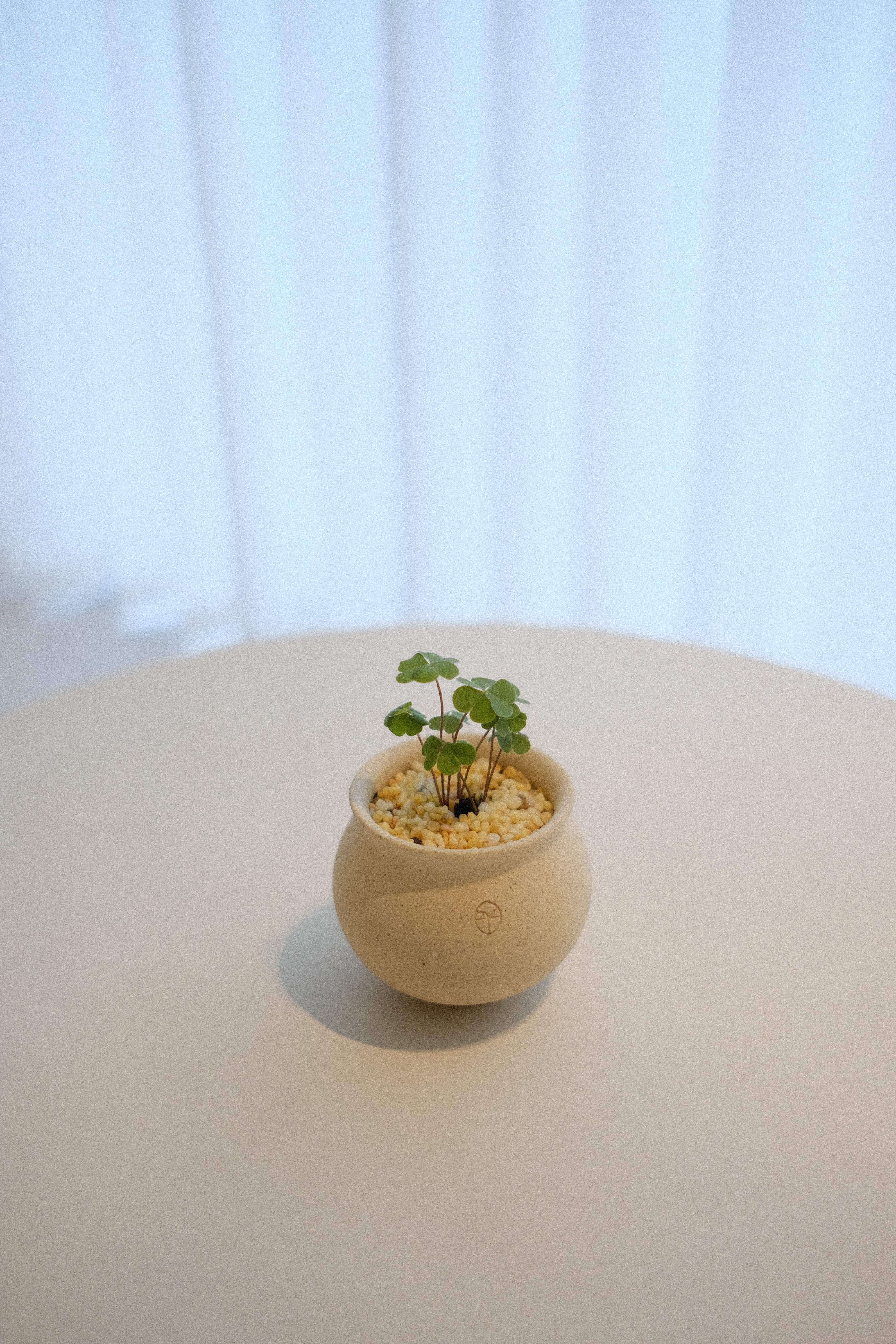 Our Creamy Home: A Home Design Diary  - Small potted plant with green leaves, ceramic pot, indoor setting, minimalist design