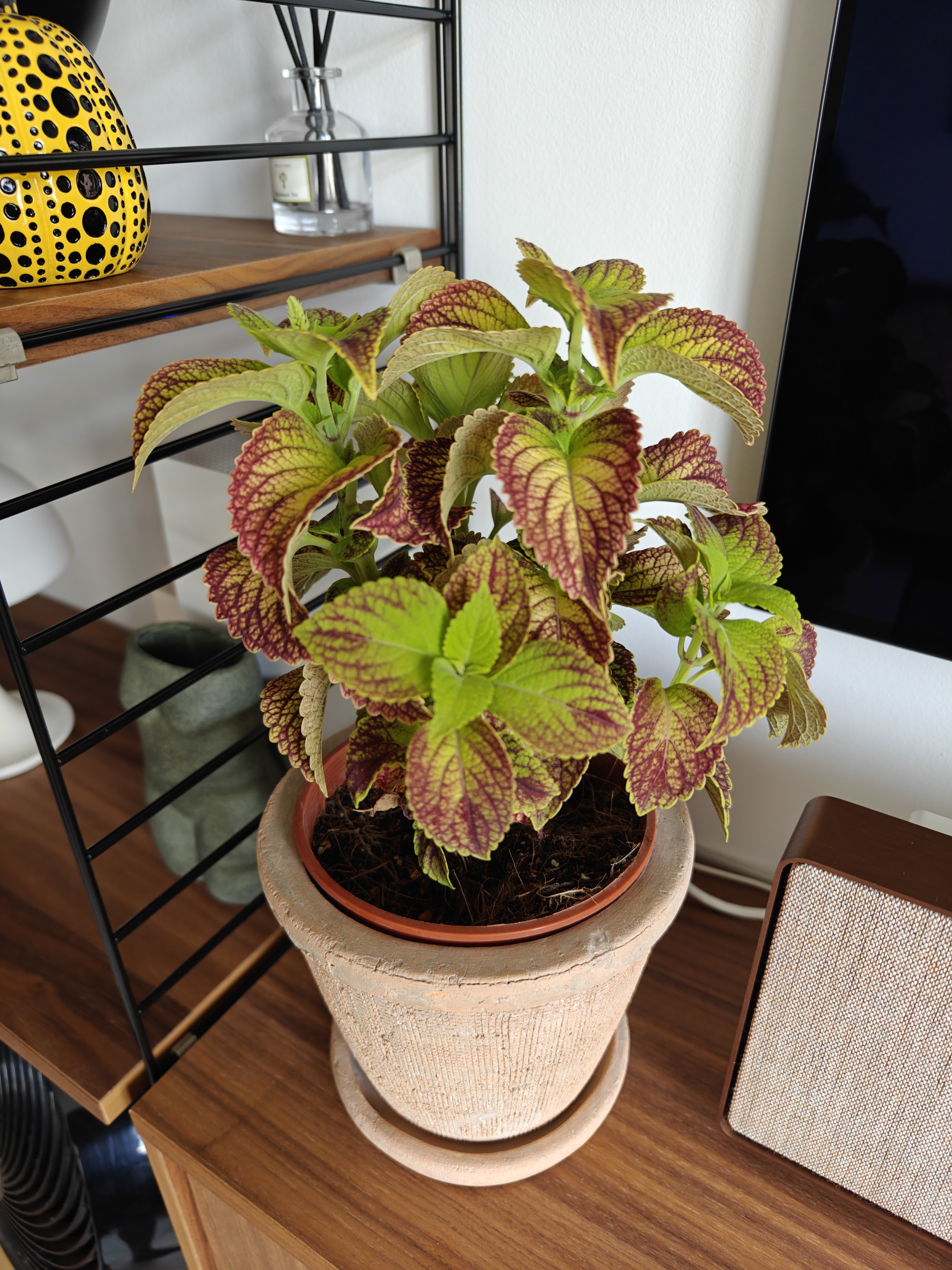 Confessions of a Serial Plant Killer - vibrant potted plant with green and burgundy leaves, sitting on a wooden table