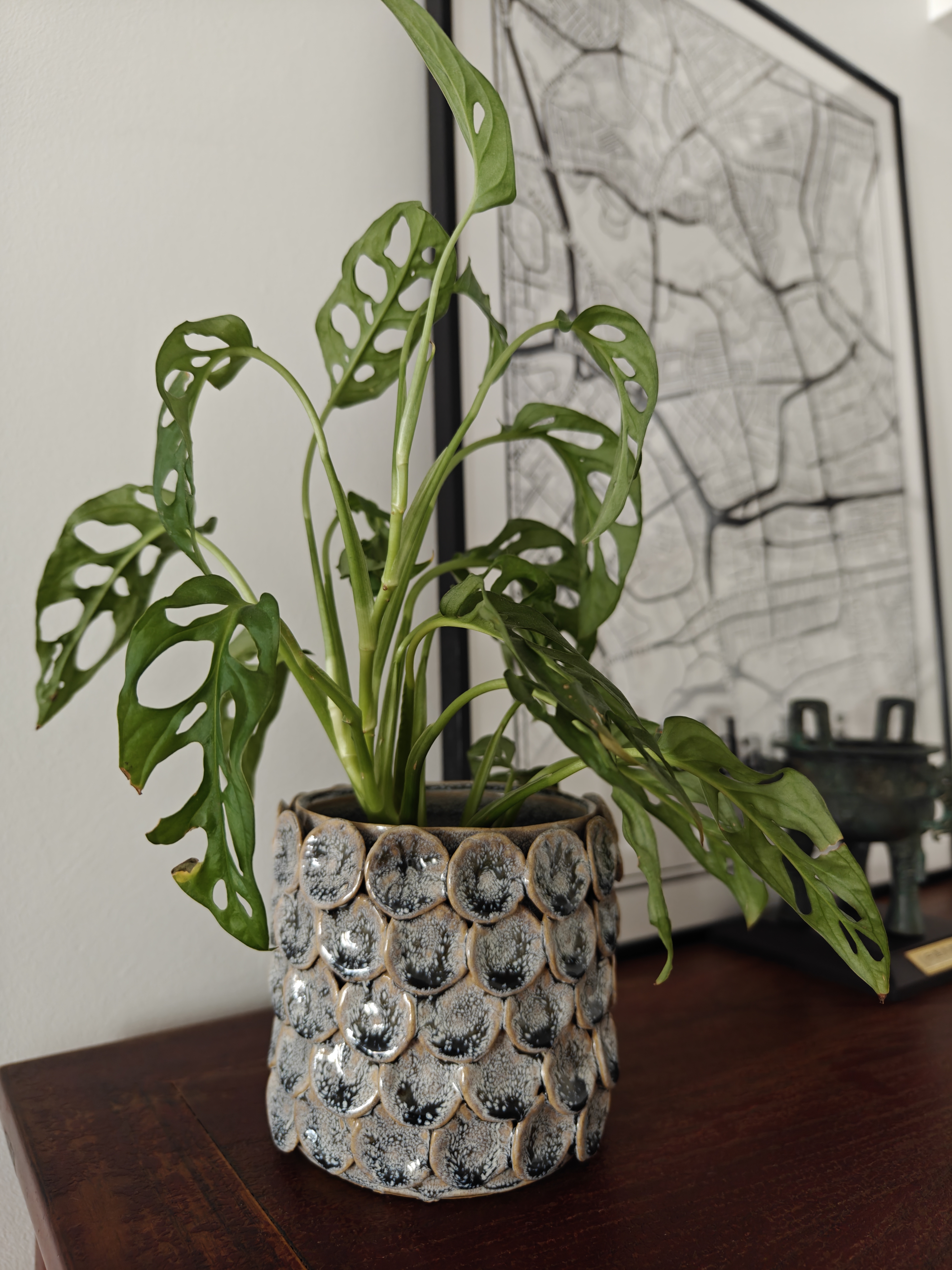 Confessions of a Serial Plant Killer - Green leafy plant with intricate cut-out patterns, ceramic pot with textured surface
