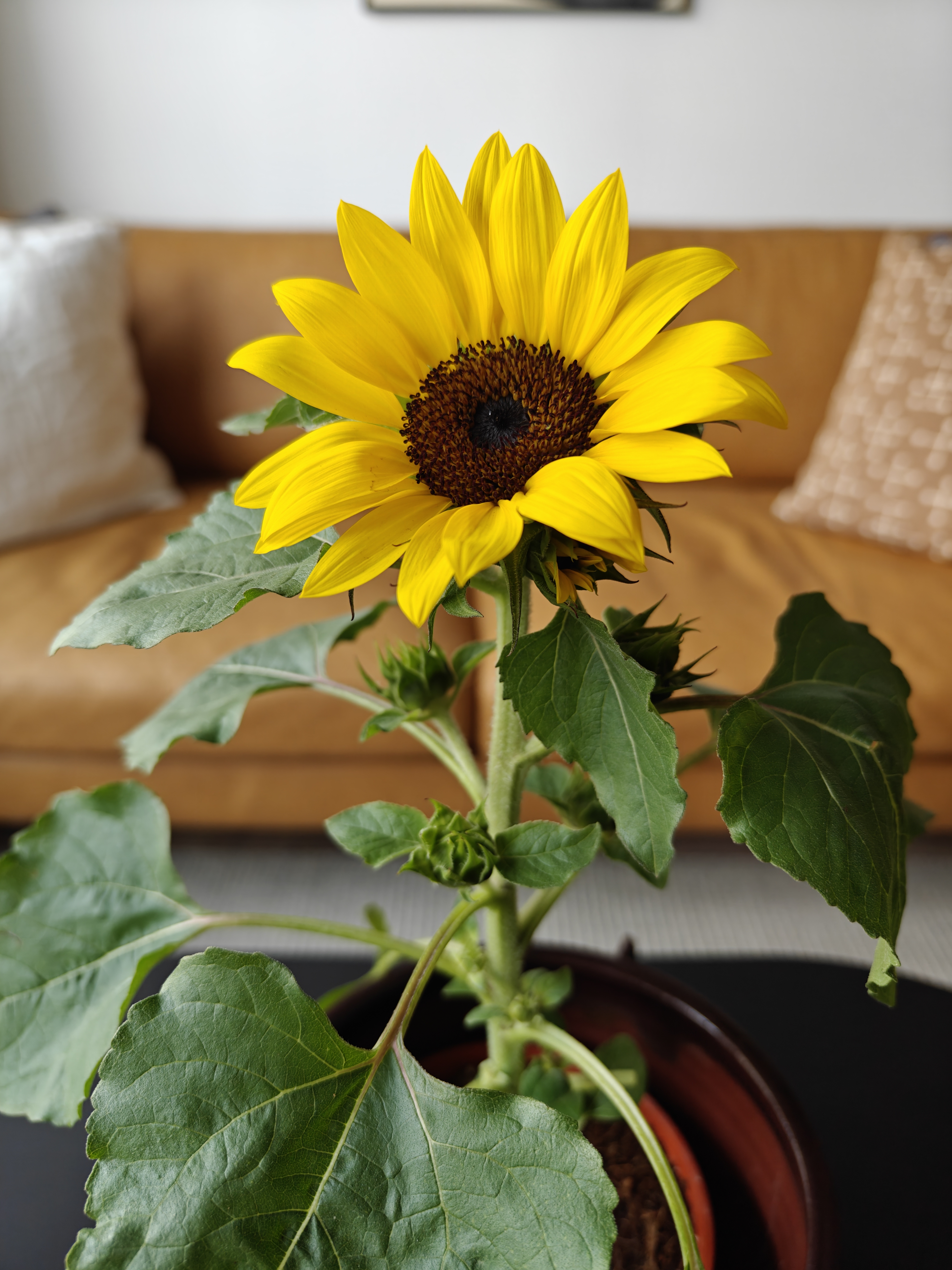 Confessions of a Serial Plant Killer - Sunflower, vibrant yellow petals, dark brown center, lush green leaves, indoor