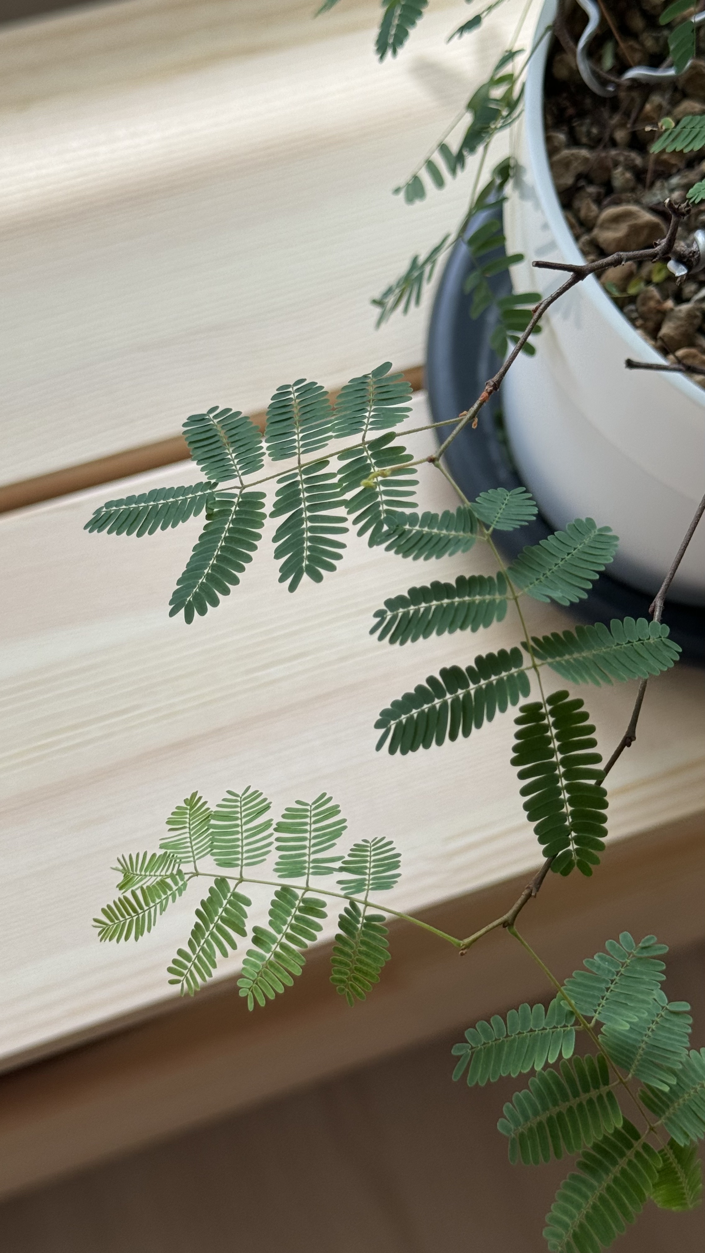 Take a peek at the tofus' tiny plant baby collection 🌱 - Green fern leaves, delicate and lush, softly illuminated, natural