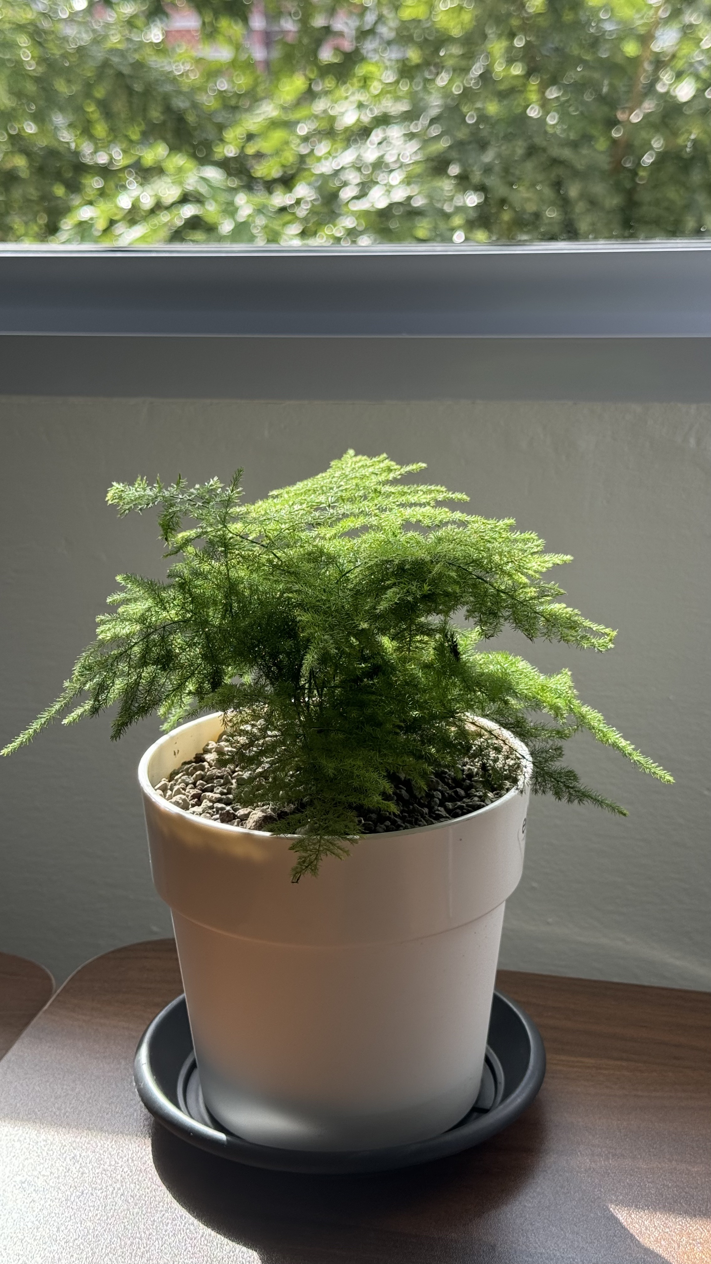 Take a peek at the tofus' tiny plant baby collection 🌱 - Sunlit green fern plant in white pot, indoor setting, modern decor