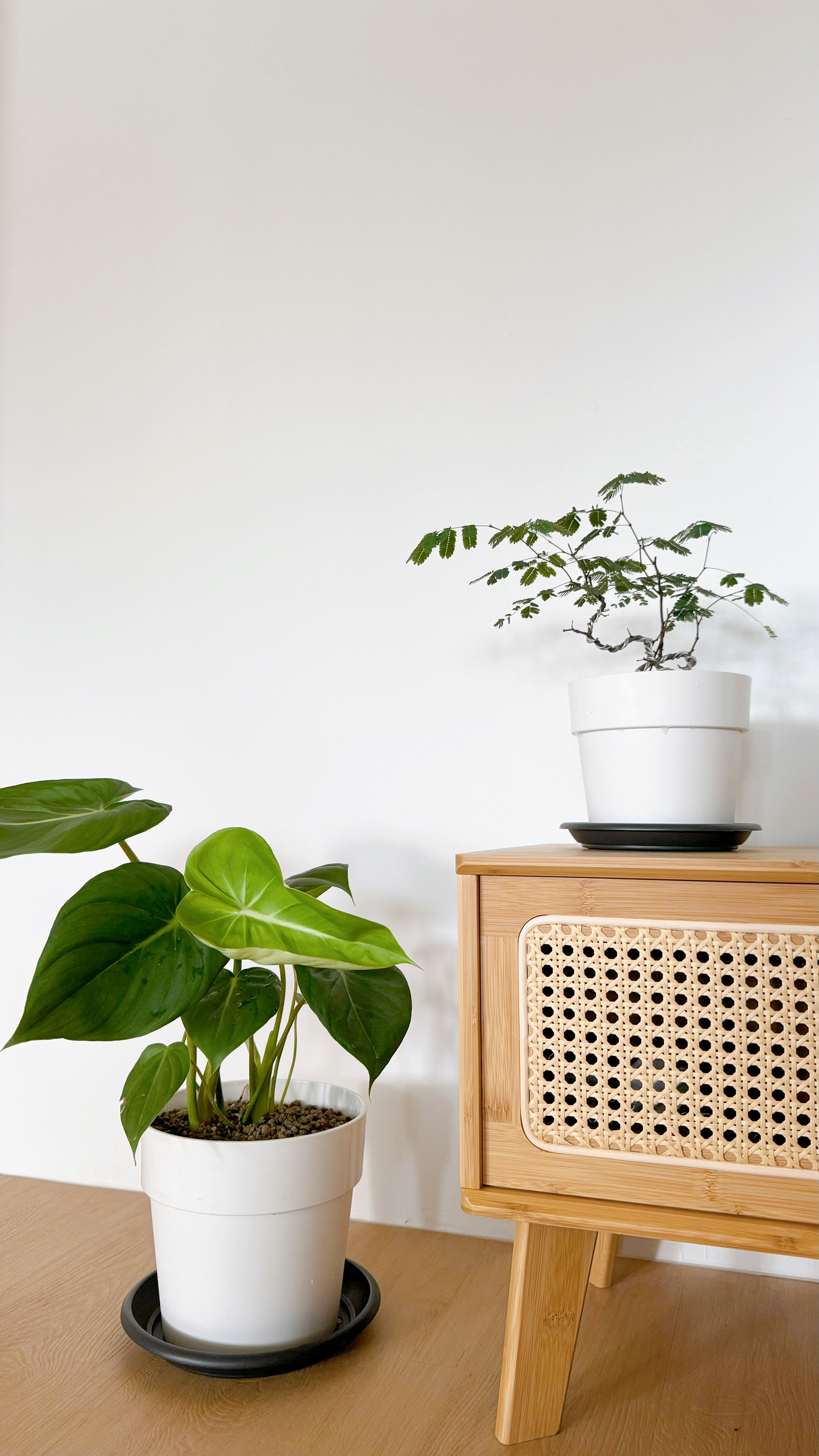 Take a peek at the tofus' tiny plant baby collection 🌱 - White potted plant with large green leaves on wooden table, green