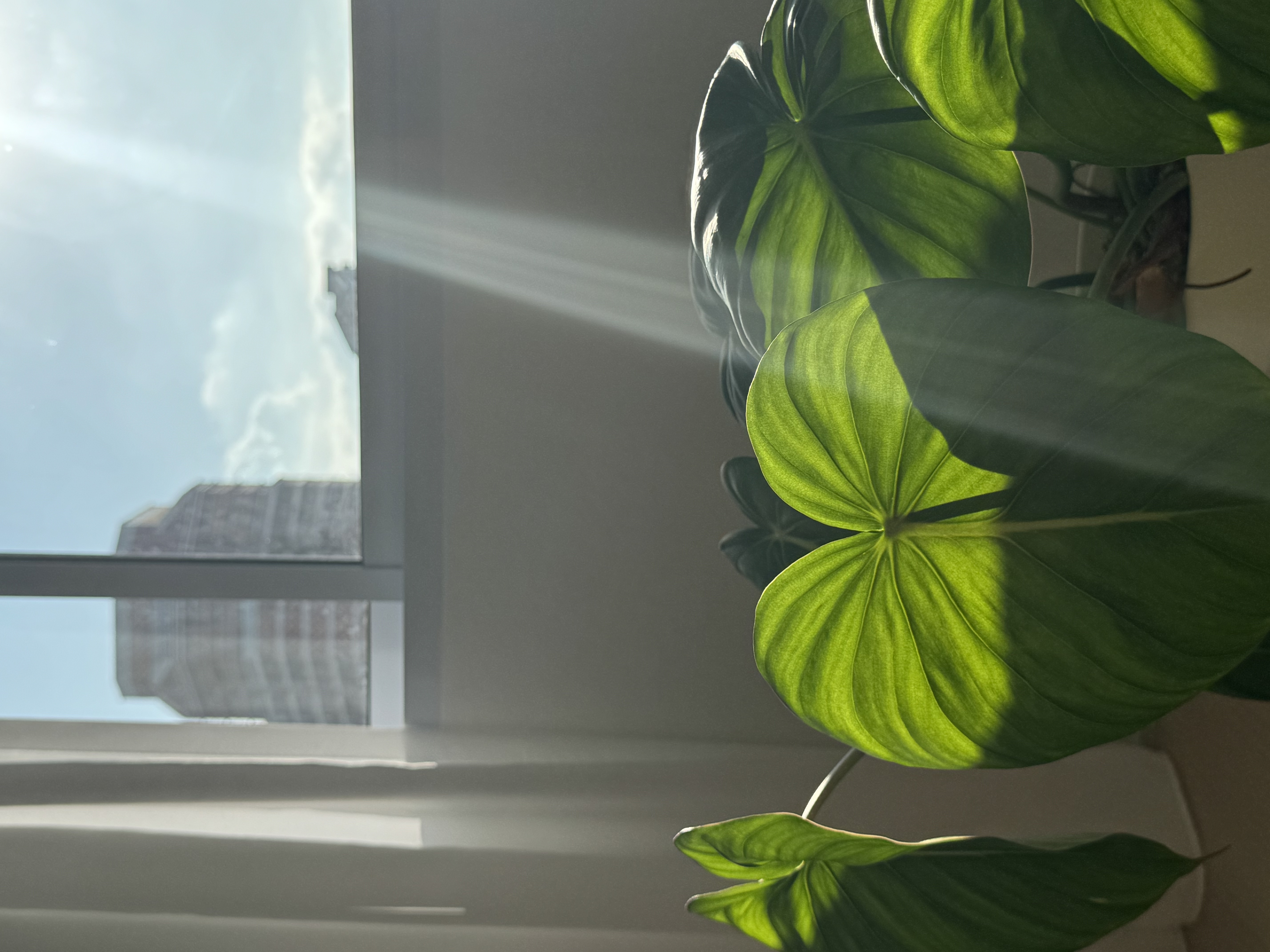 Take a peek at the tofus' tiny plant baby collection 🌱 - Sunlight streaming through window, casting shadows on green leaves