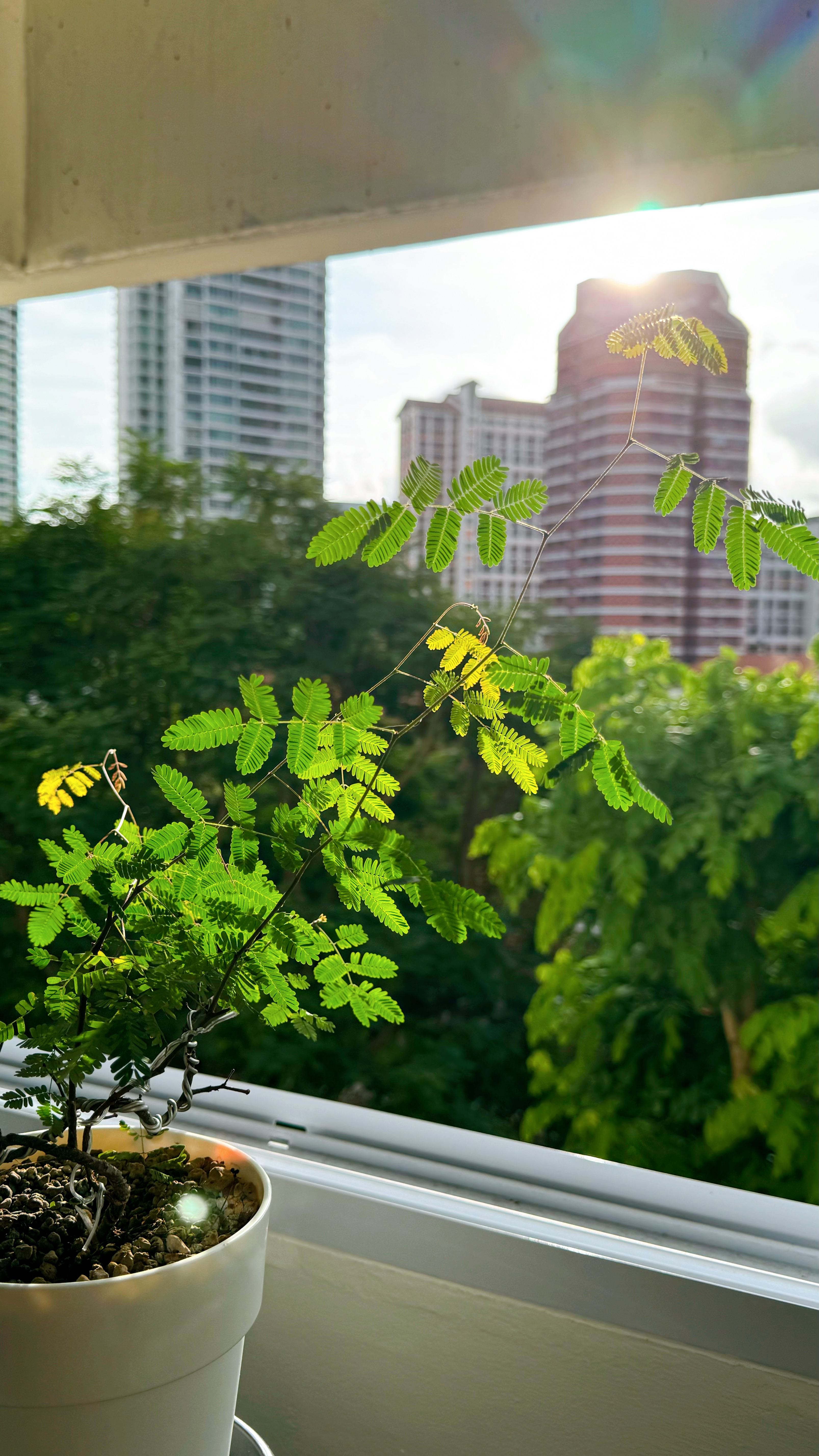 Take a peek at the tofus' tiny plant baby collection 🌱 - Sunlit green leaves, urban skyline, tall buildings, bright
