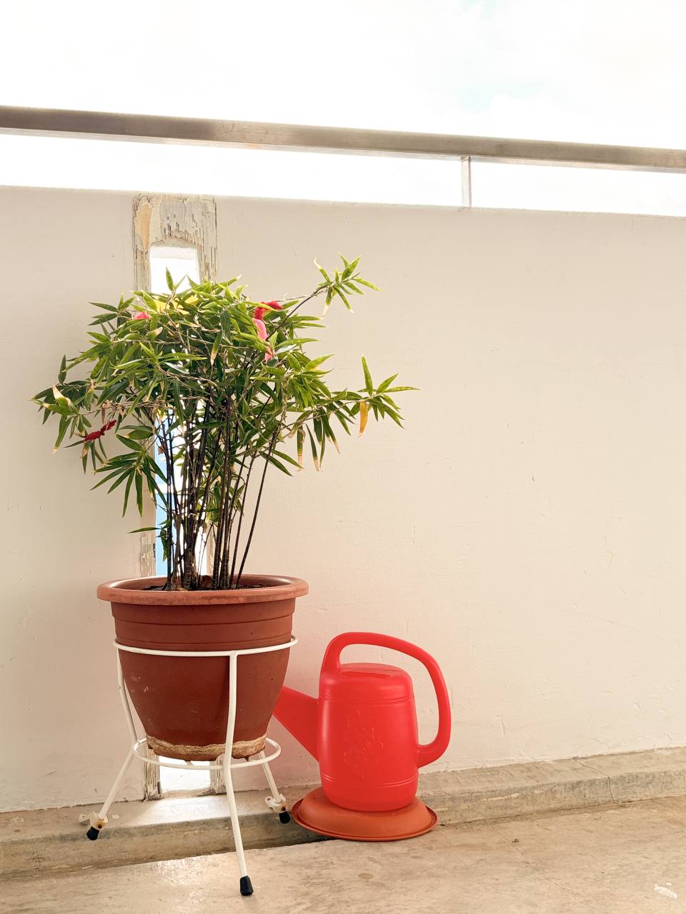 3-Real-and-2-Fakes---Our-Green-ish-Corner