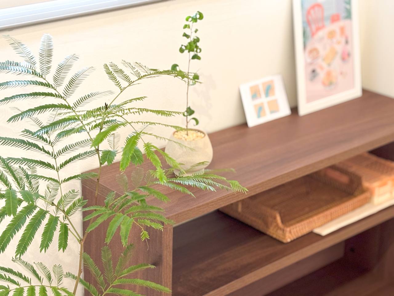 3 Real and 2 Fakes - Our Green-ish Corner - Fern plant, indoor setting, wooden shelf, natural greenery, indoor plants, indoor