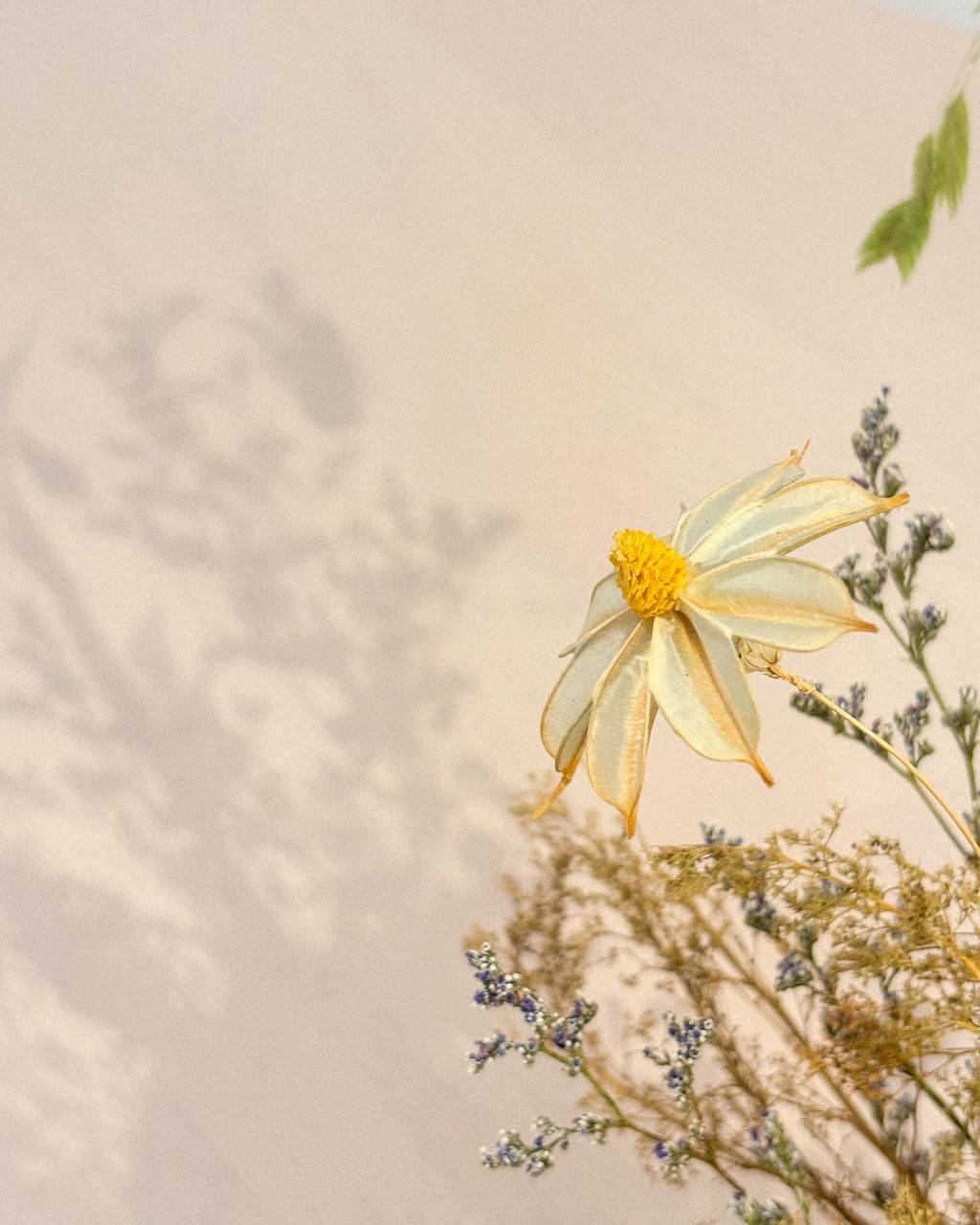 3 Real and 2 Fakes - Our Green-ish Corner - Sunset sunflowers, delicate petals, soft yellow center, natural light, blurred