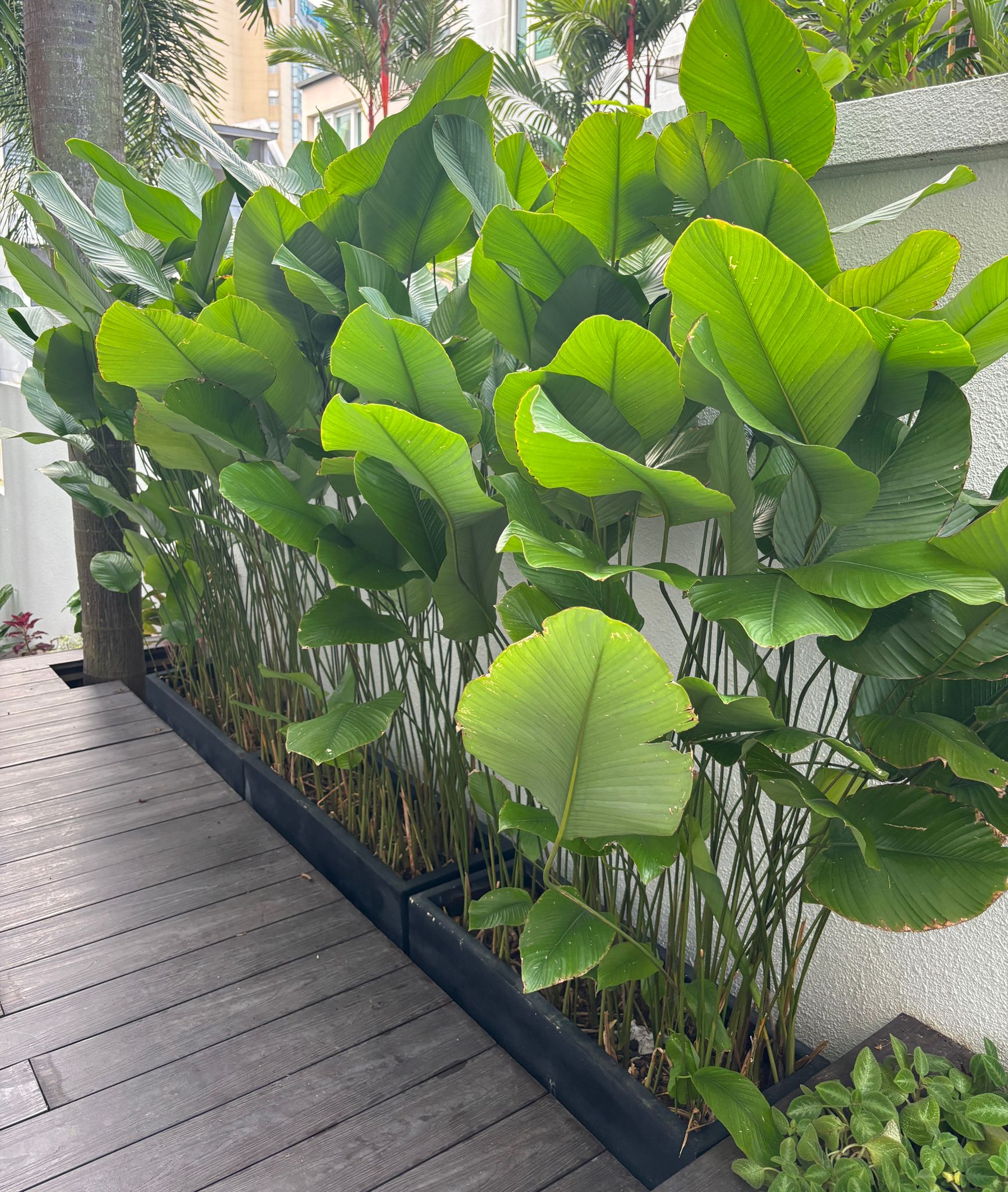 Creating a calming space with plants - Green tropical plants, lush and vibrant, large broad leaves, tall slender stems