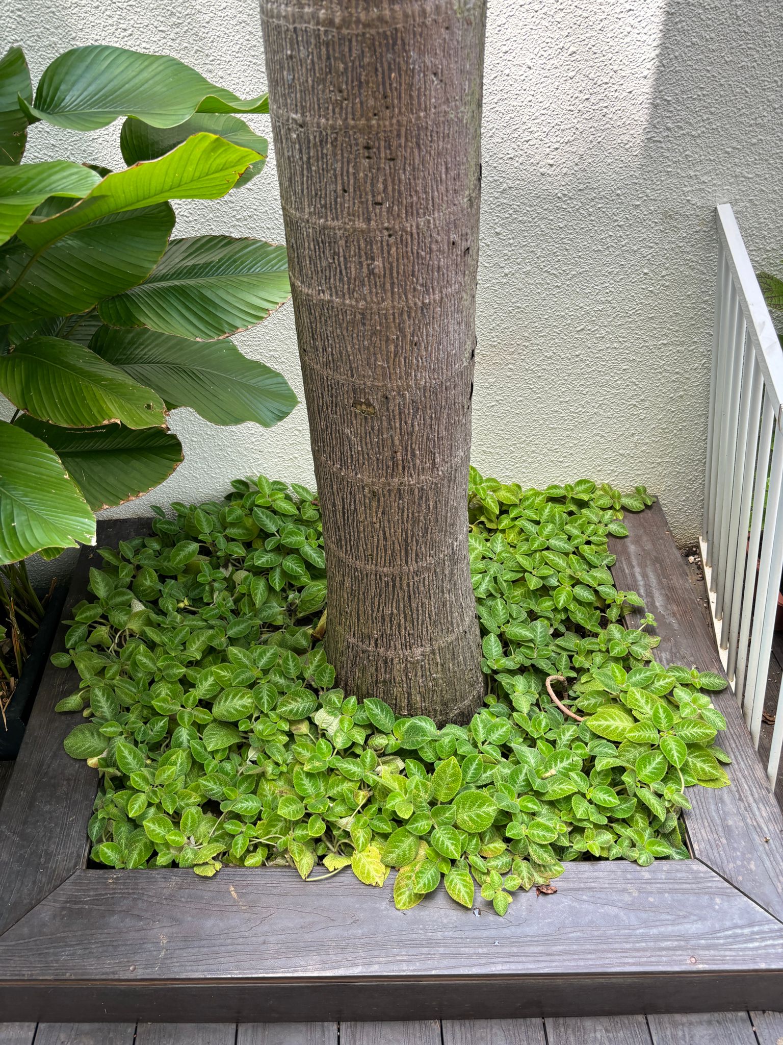 Creating a calming space with plants - Green tropical plants, lush foliage, vibrant leaves, healthy growth, dense leafy area