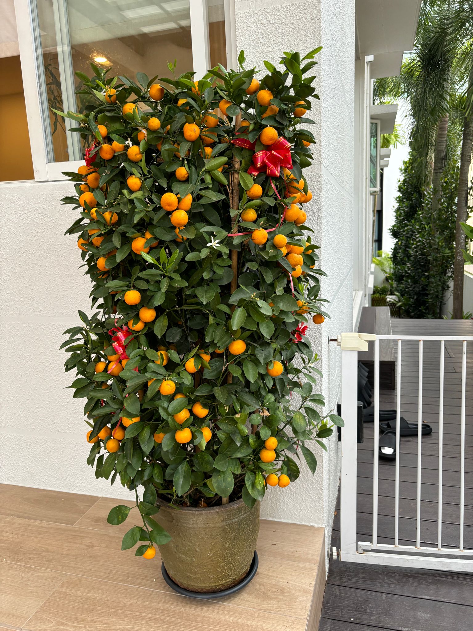 Creating a calming space with plants - Ornate orange tree, lush green leaves, bright orange fruits, decorative red ribbon