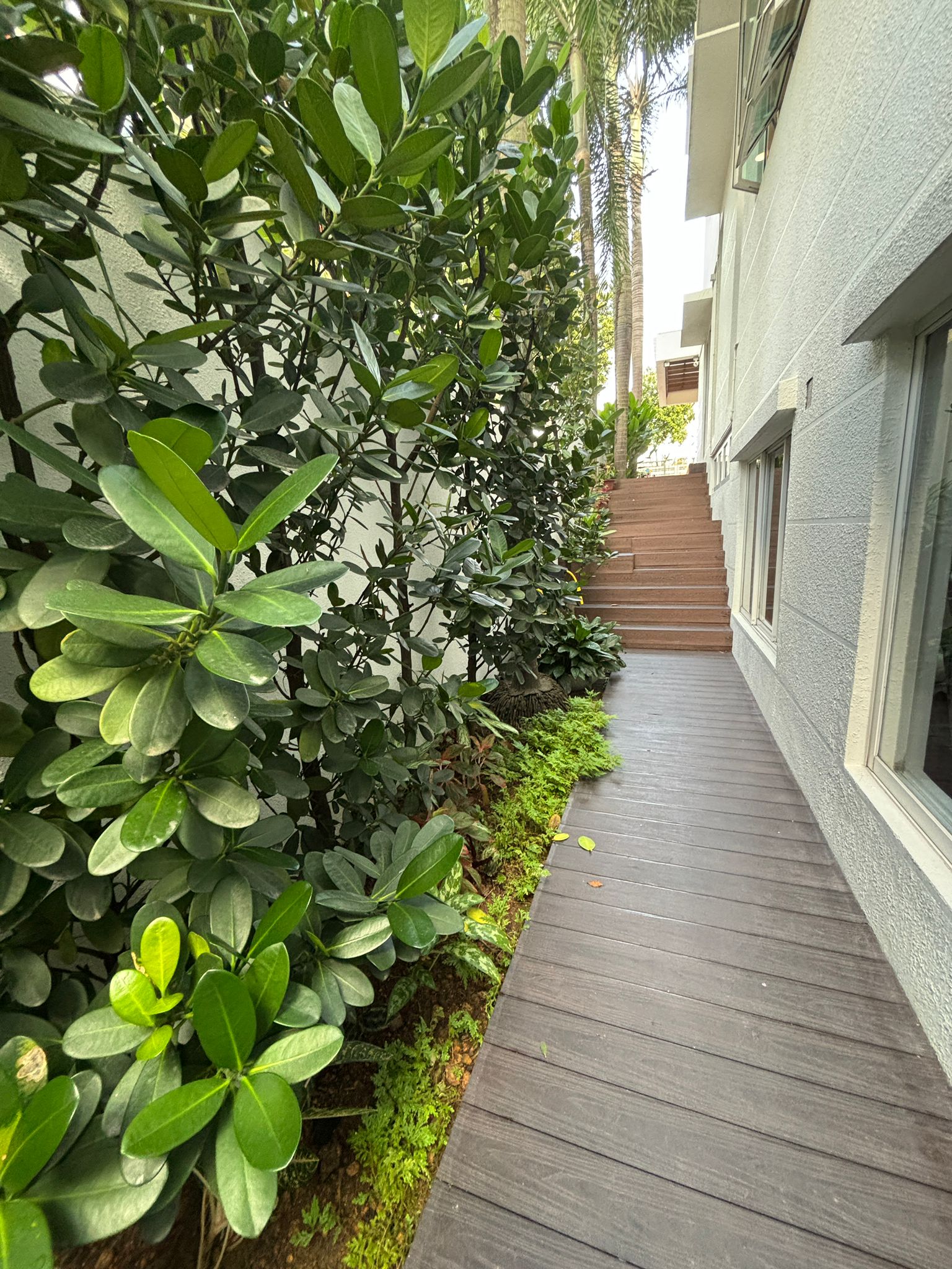 Creating a calming space with plants - Green foliage, lush plants, well-maintained garden, wooden deck, modern architecture