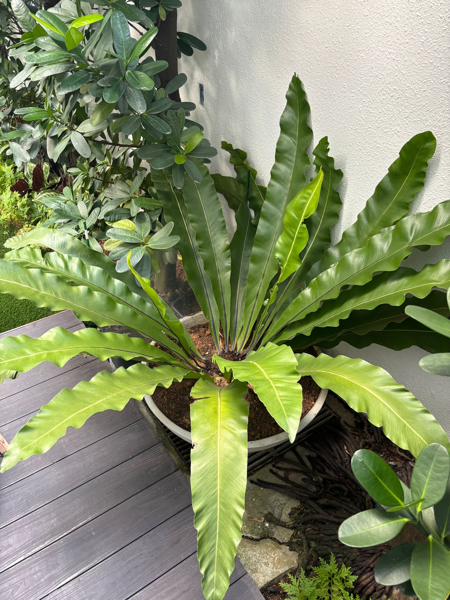 Creating a calming space with plants - Green tropical plant with large, broad leaves, growing in a white pot on a wooden