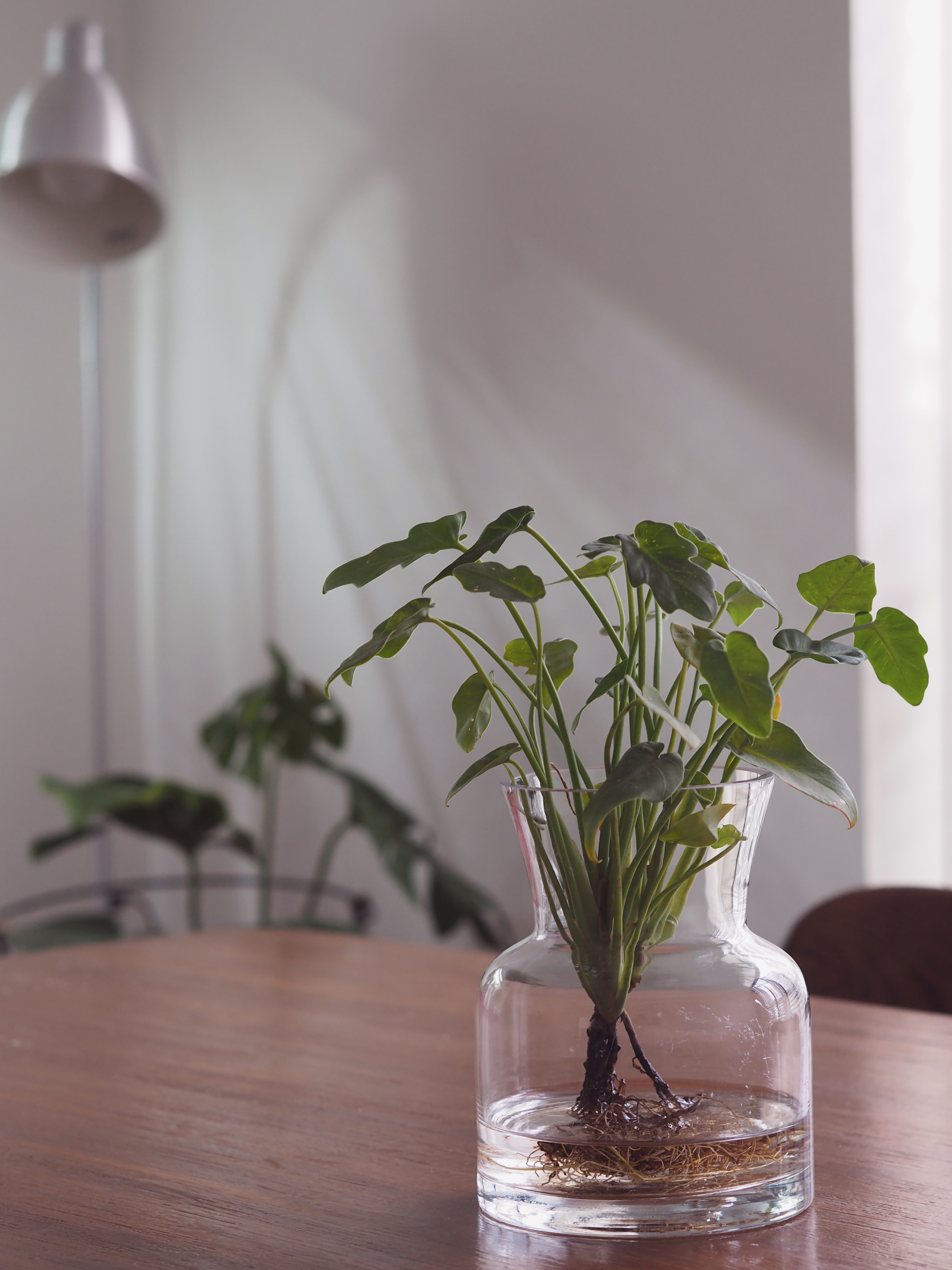 3 Simple Plant Parenting Tips! - vase with green plant, indoor setting, wooden table, clear glass vase, indoor plants, indoor