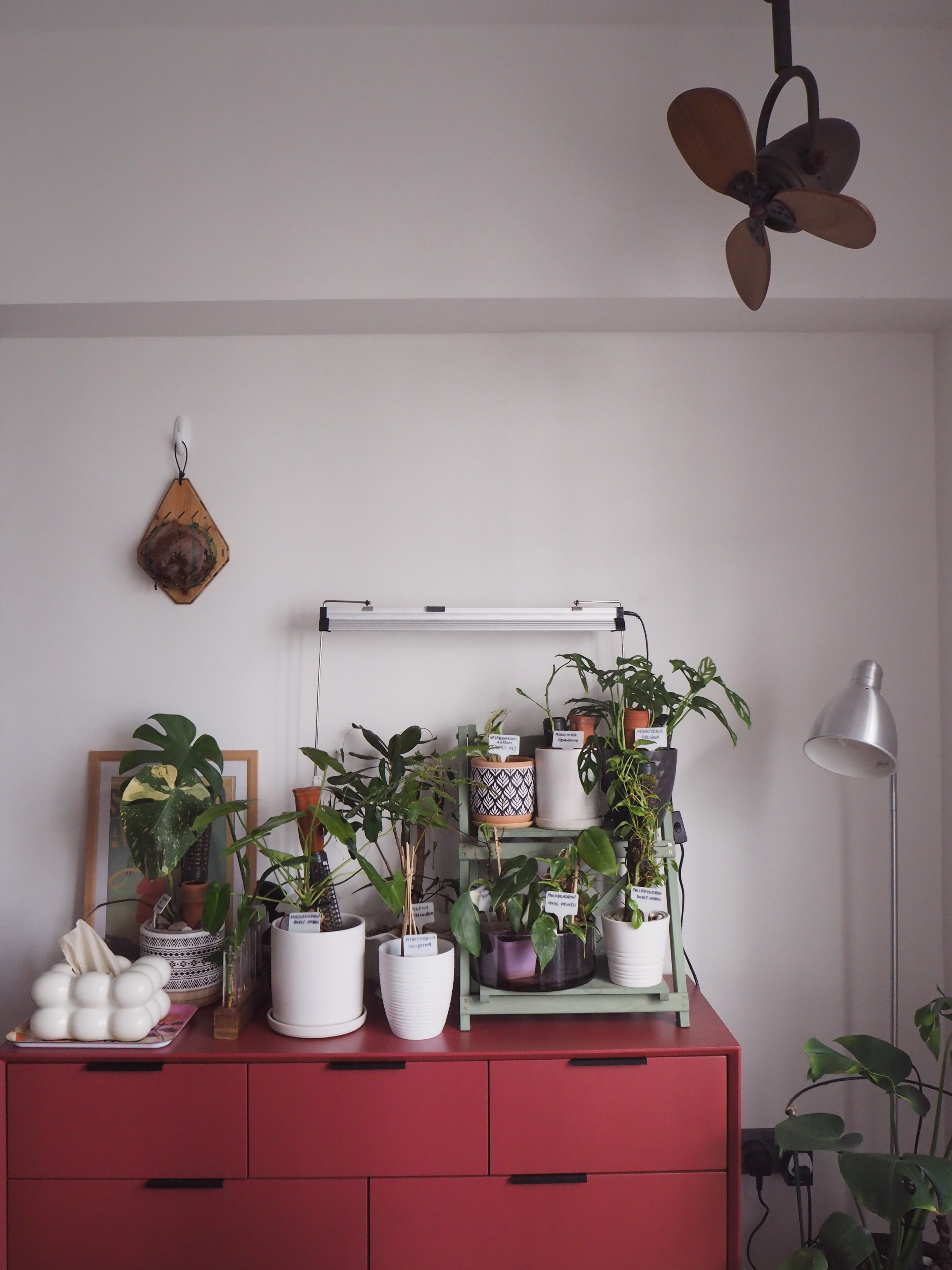 3-Simple-Plant-Parenting-Tips!