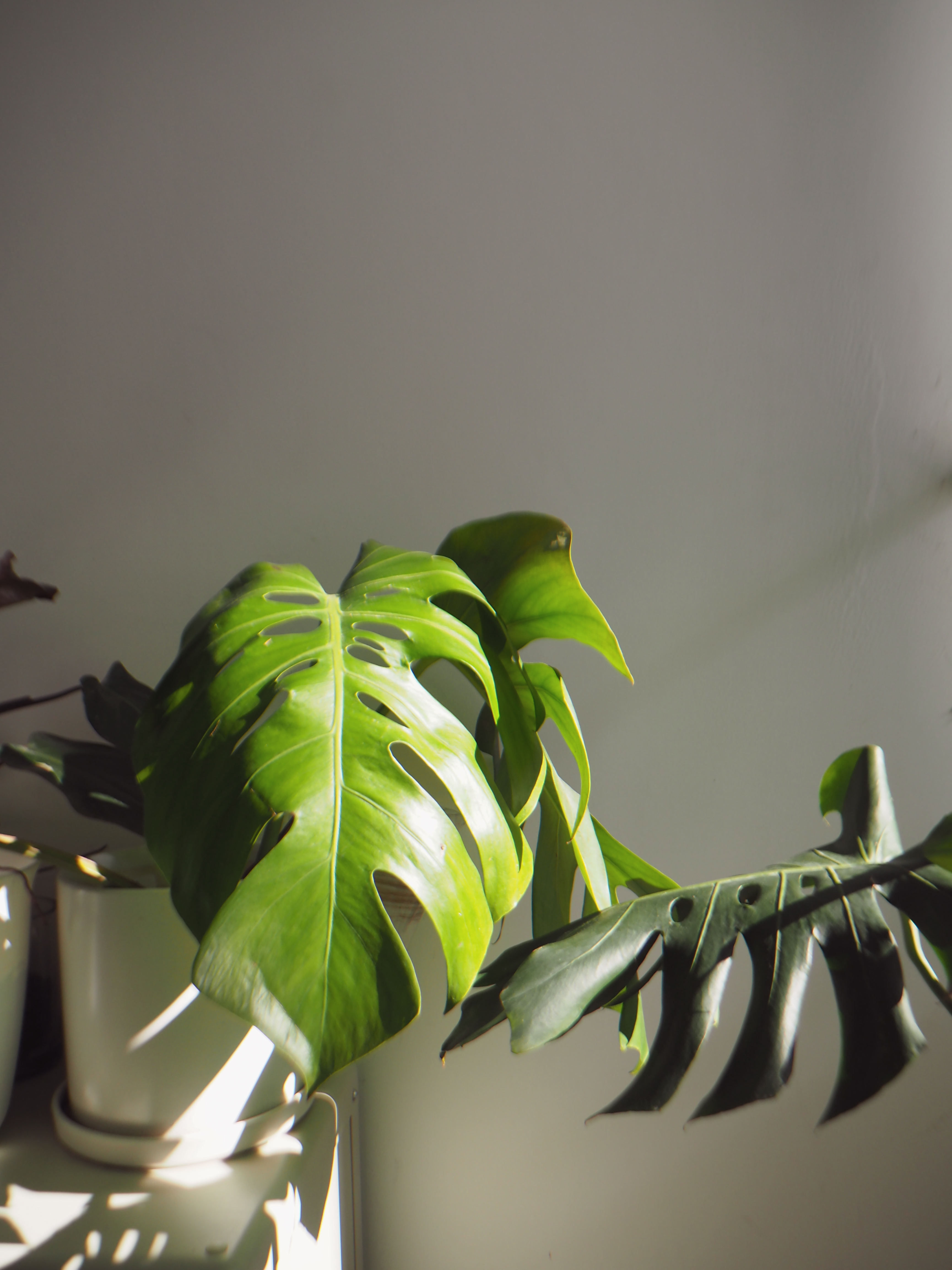 3 Simple Plant Parenting Tips! - Green, glossy, large leaves, sunlight, soft shadows, indoor plant, white pot, natural light