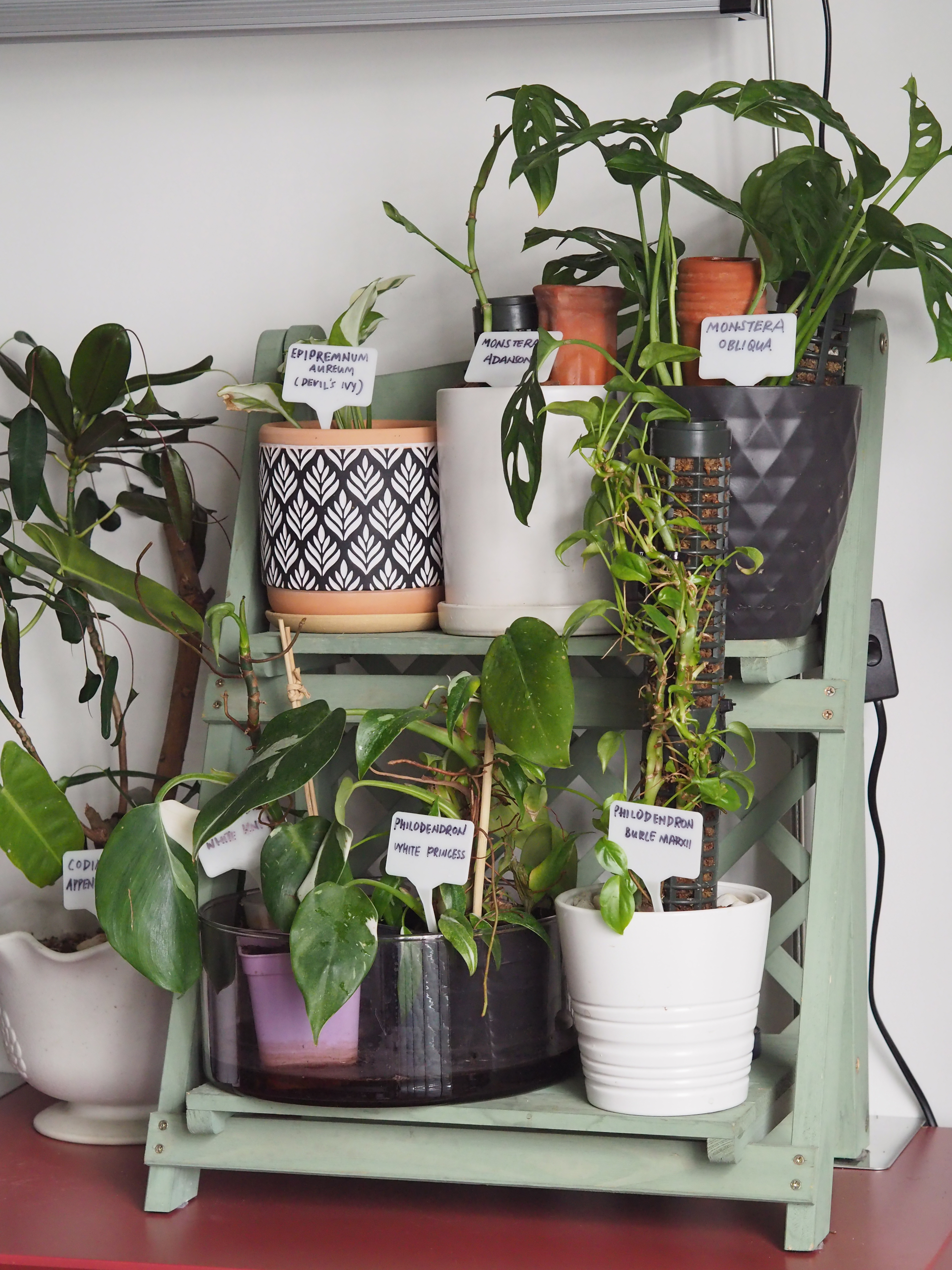 3 Simple Plant Parenting Tips! - various potted plants, green leaves, indoor plants, hanging planters, decorative pots