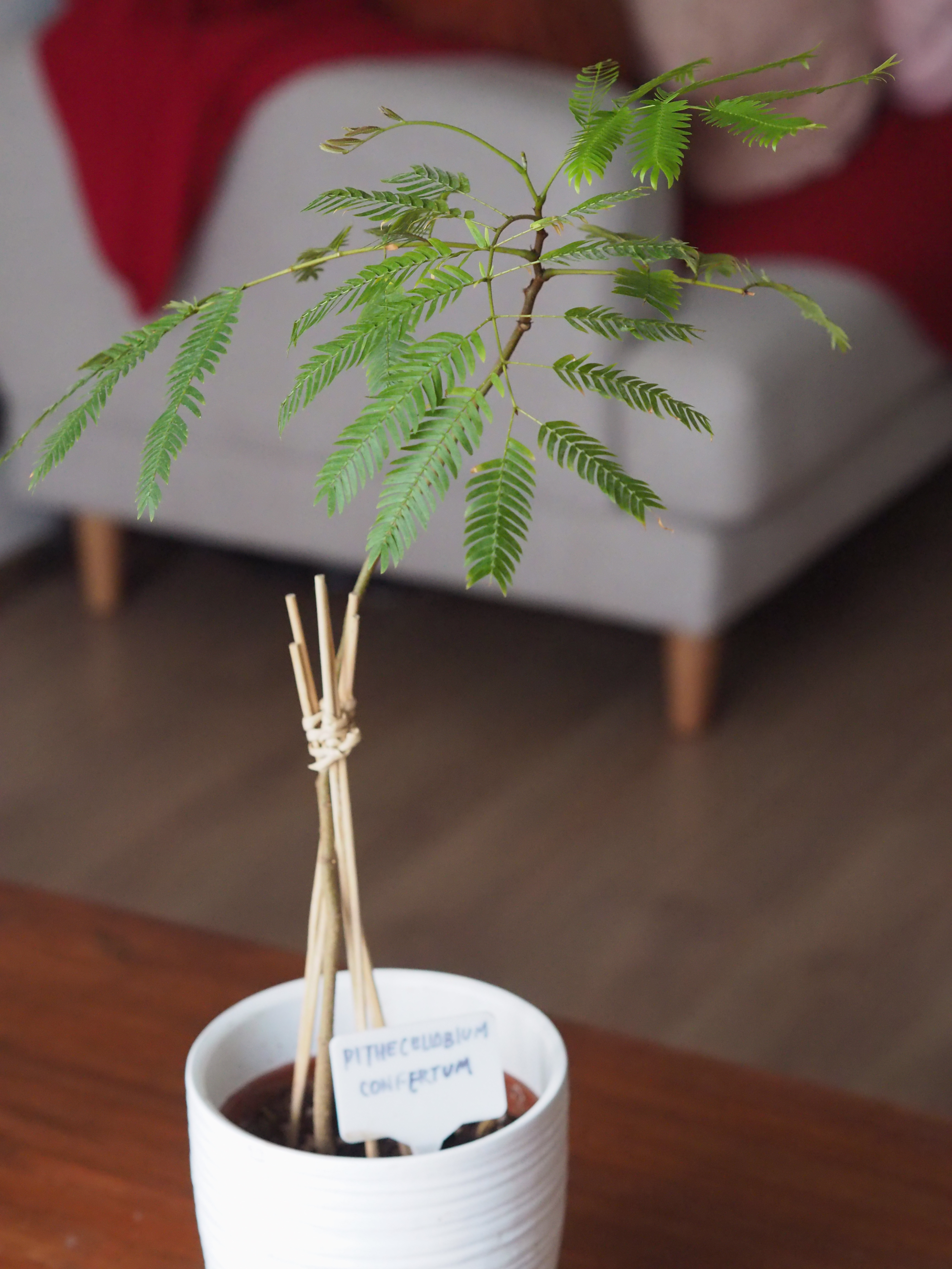 3 Simple Plant Parenting Tips! - Green fern plant, indoor setting, bonsai tree, natural lighting, delicate leaves, wooden