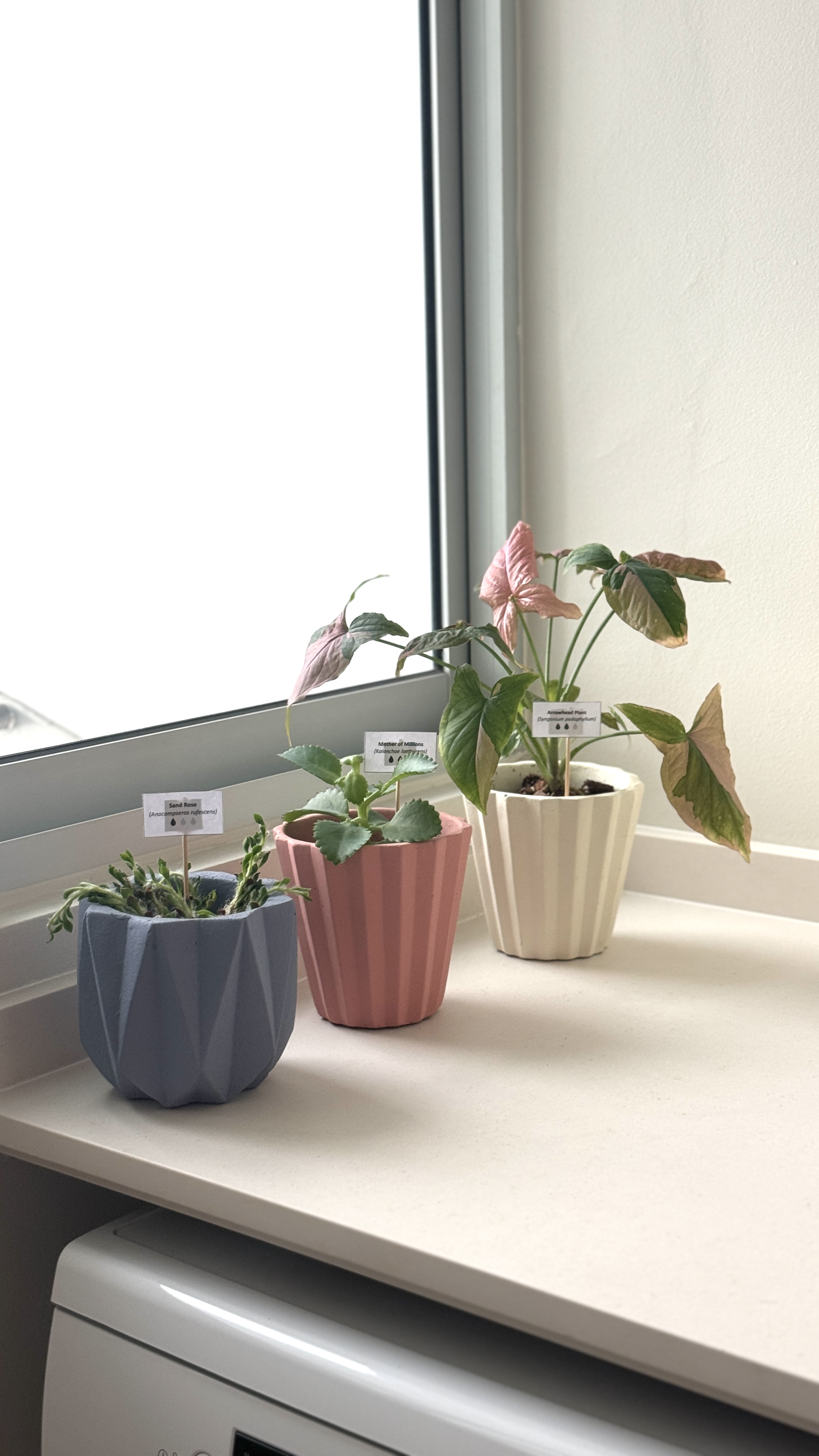Curating a "Life Giving" Home - Small potted plants on windowsill, three distinct pots, artificial plants, pink and green