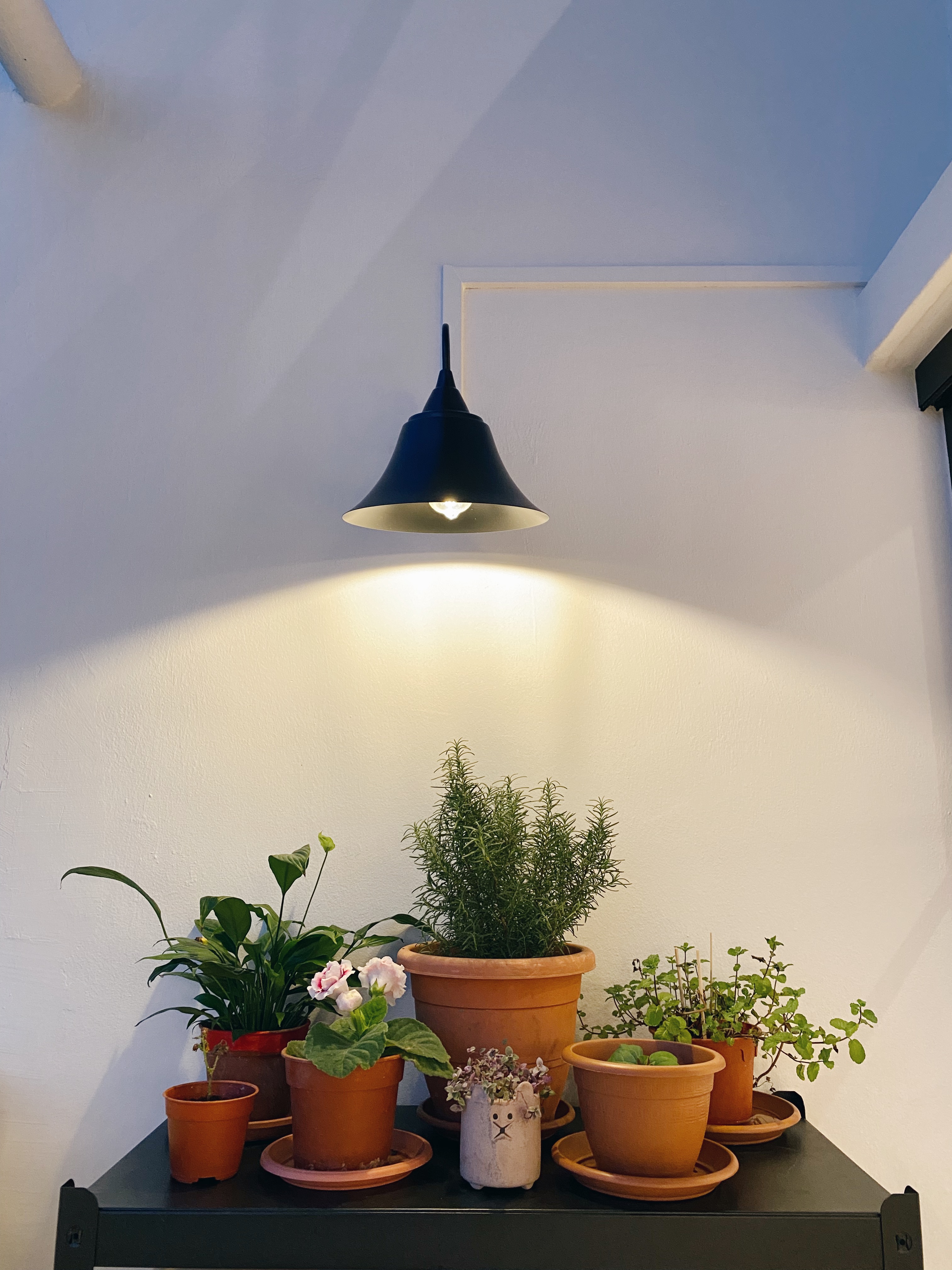 Our Balcony:🪴Little Space, Many Potential!☁️ - black pendant light, white wall, indoor setting, modern decor, indoor plants