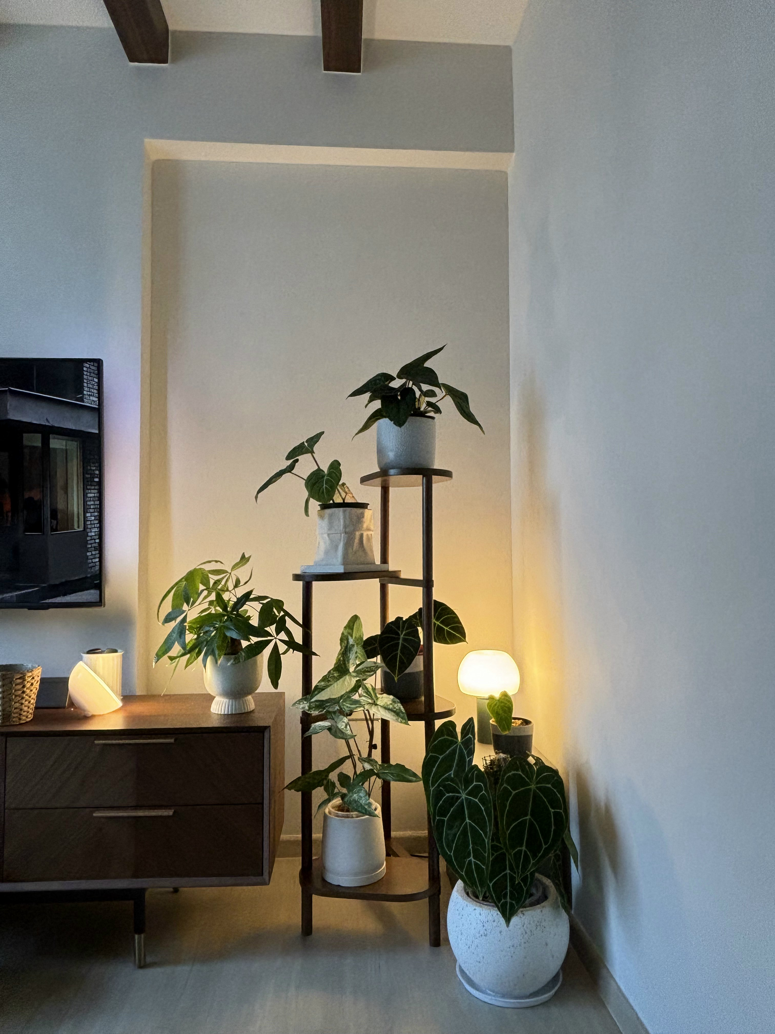 Vibe them up with ambient lighting! - modern living room, cozy corner, indoor plants, indoor garden, indoor greenery, indoor