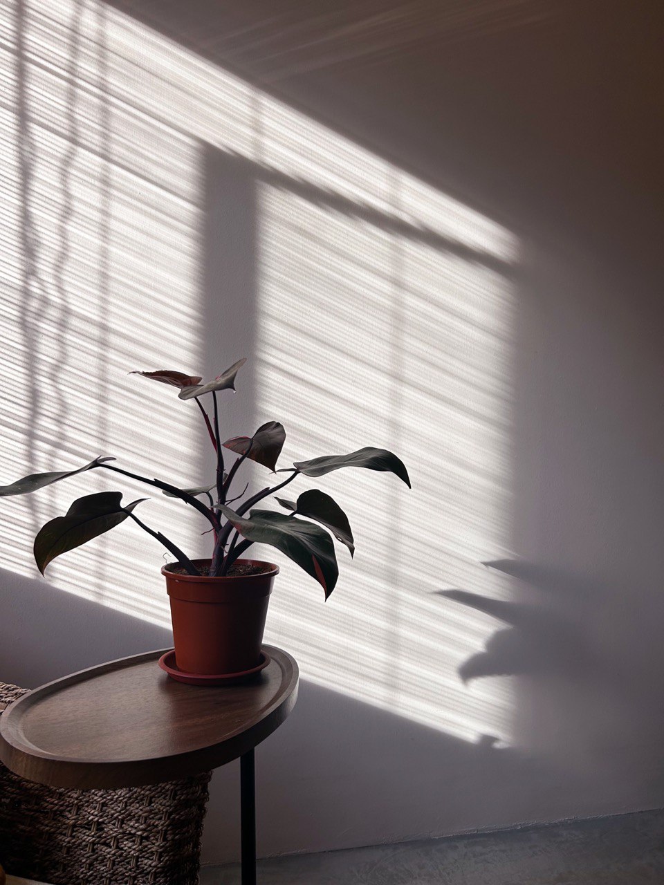 Pot it Like its Hot: Our Plant Collection  - Sunlight filtering through blinds, casting intricate shadows on a wooden table