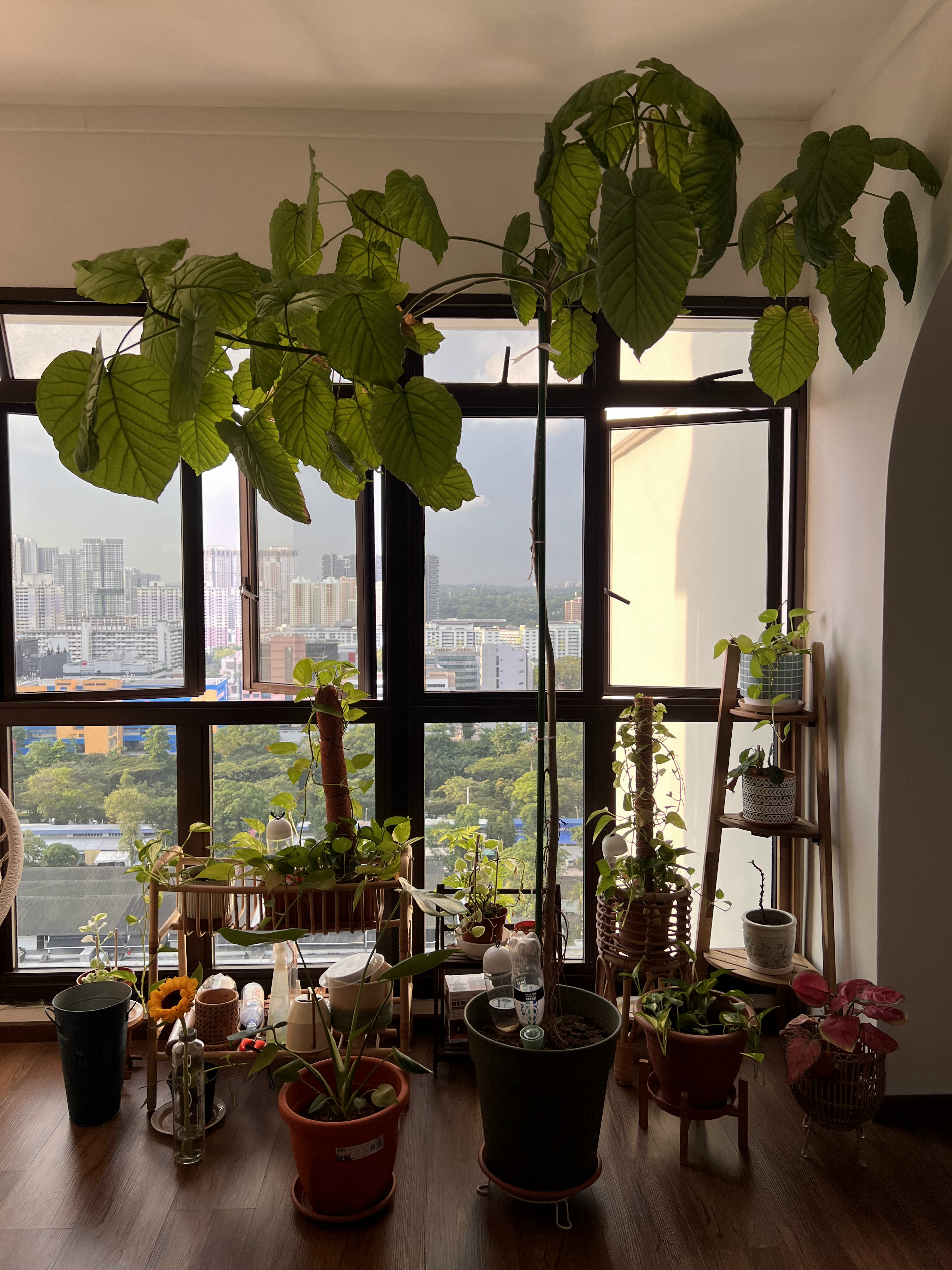Indoor Jungle in a North-facing 4rm HDB with Floor-to-Ceiling Windows - Large green leaves hanging from a window, indoor