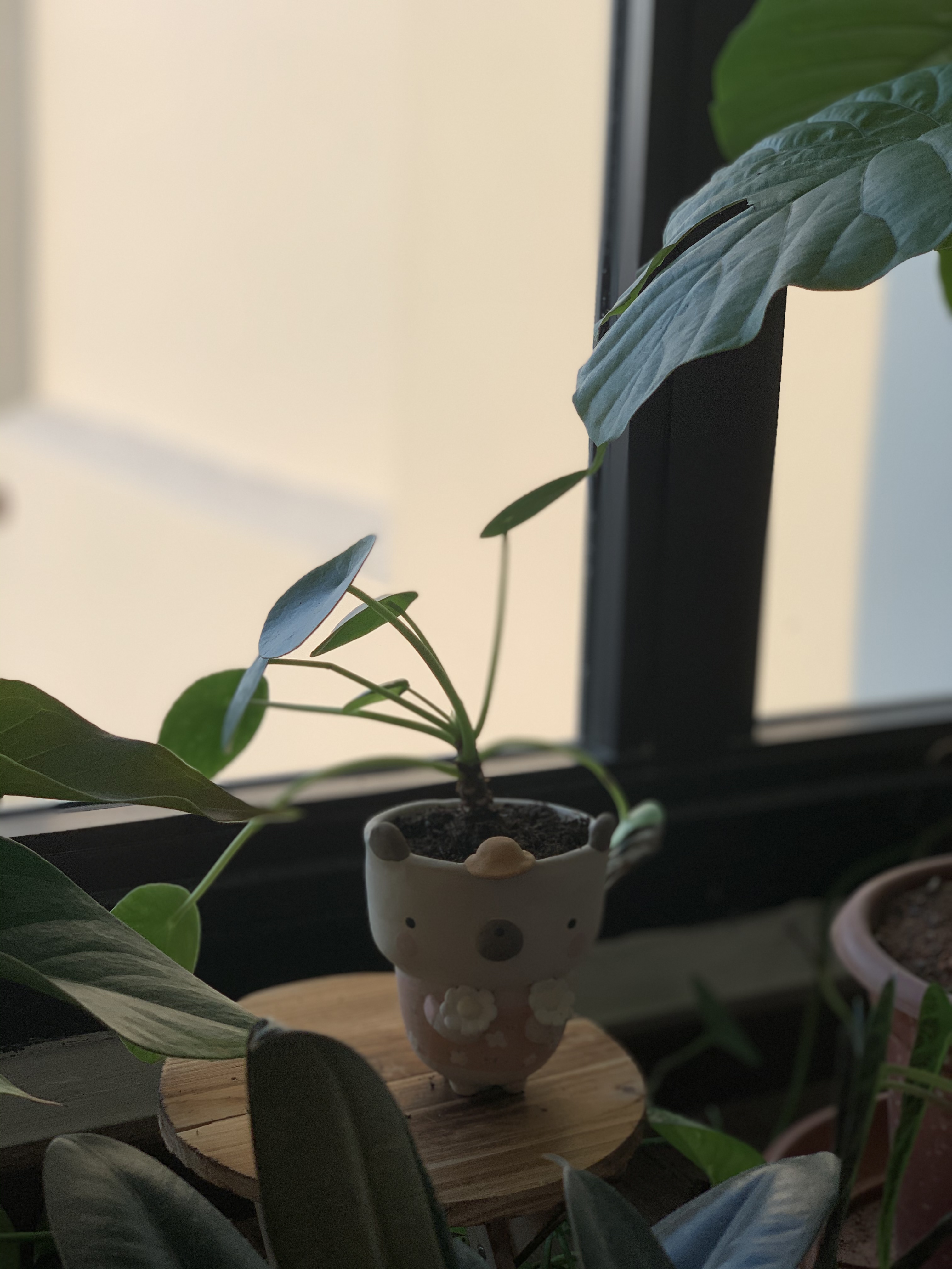 Indoor Jungle in a North-facing 4rm HDB with Floor-to-Ceiling Windows - window sill, indoor plants, potted plant, green