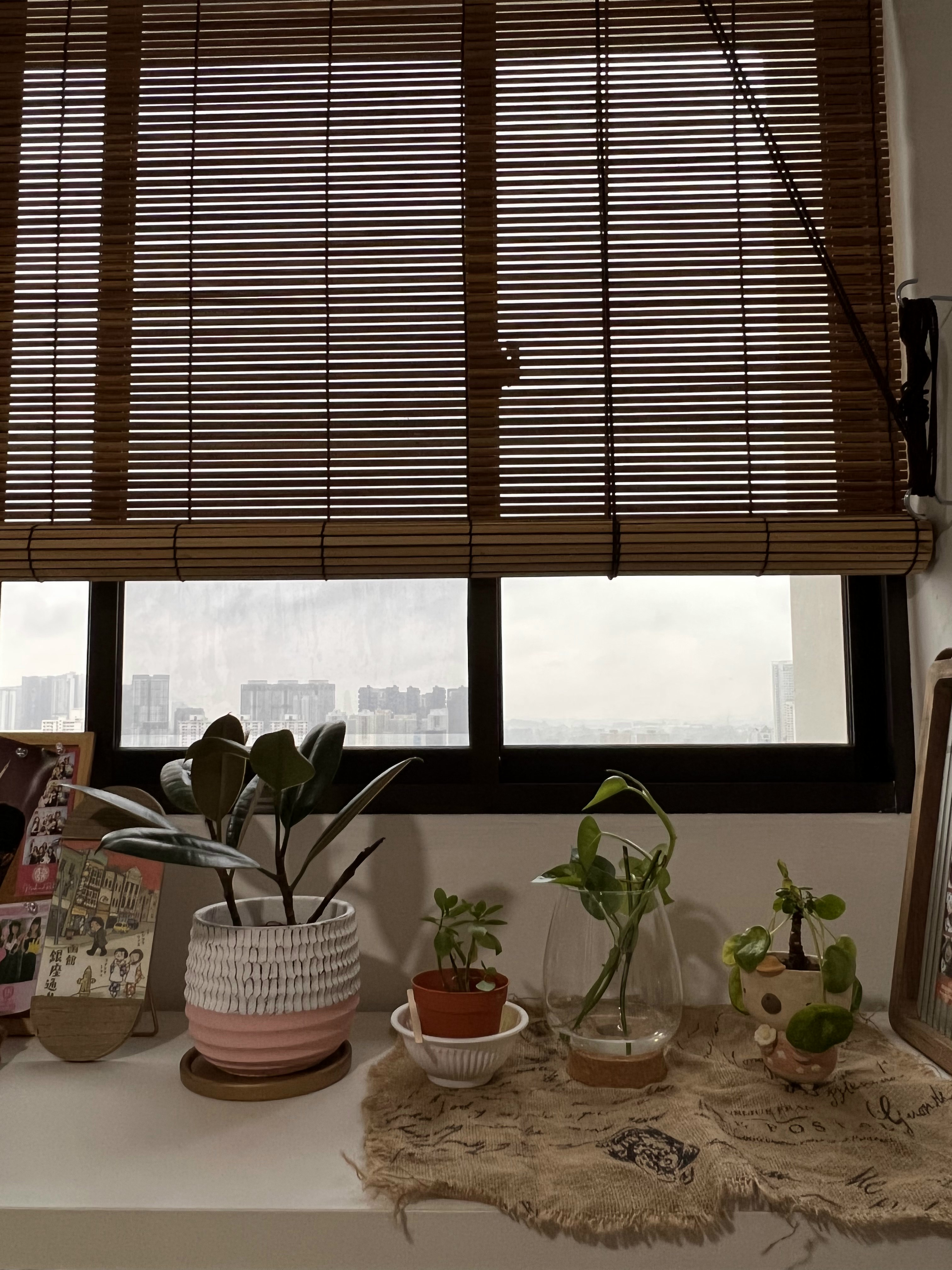 Indoor Jungle in a North-facing 4rm HDB with Floor-to-Ceiling Windows - Wooden blinds, indoor setting, potted plants