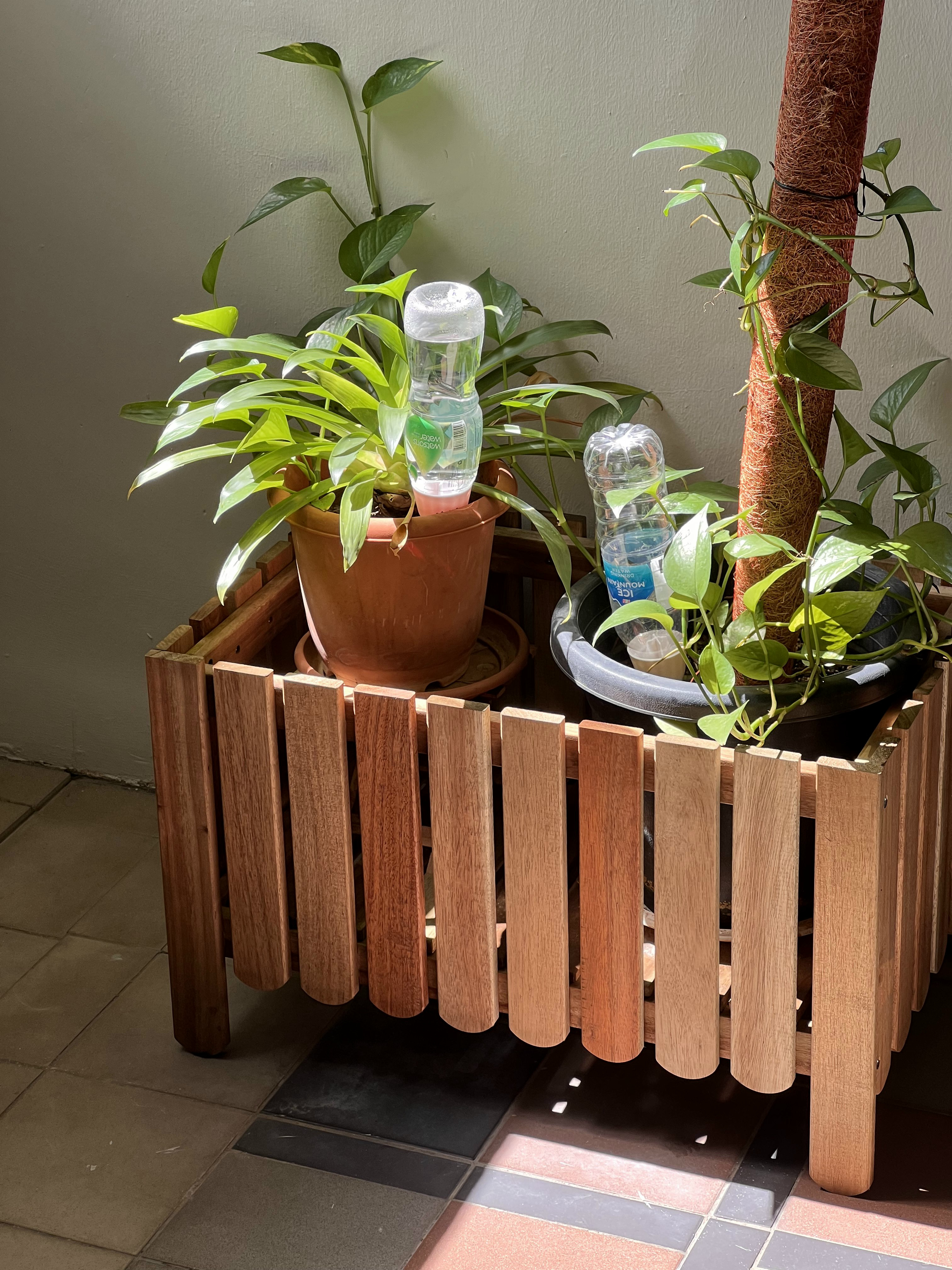 Indoor Jungle in a North-facing 4rm HDB with Floor-to-Ceiling Windows - Wooden planter, green plants, terracotta pot, wooden